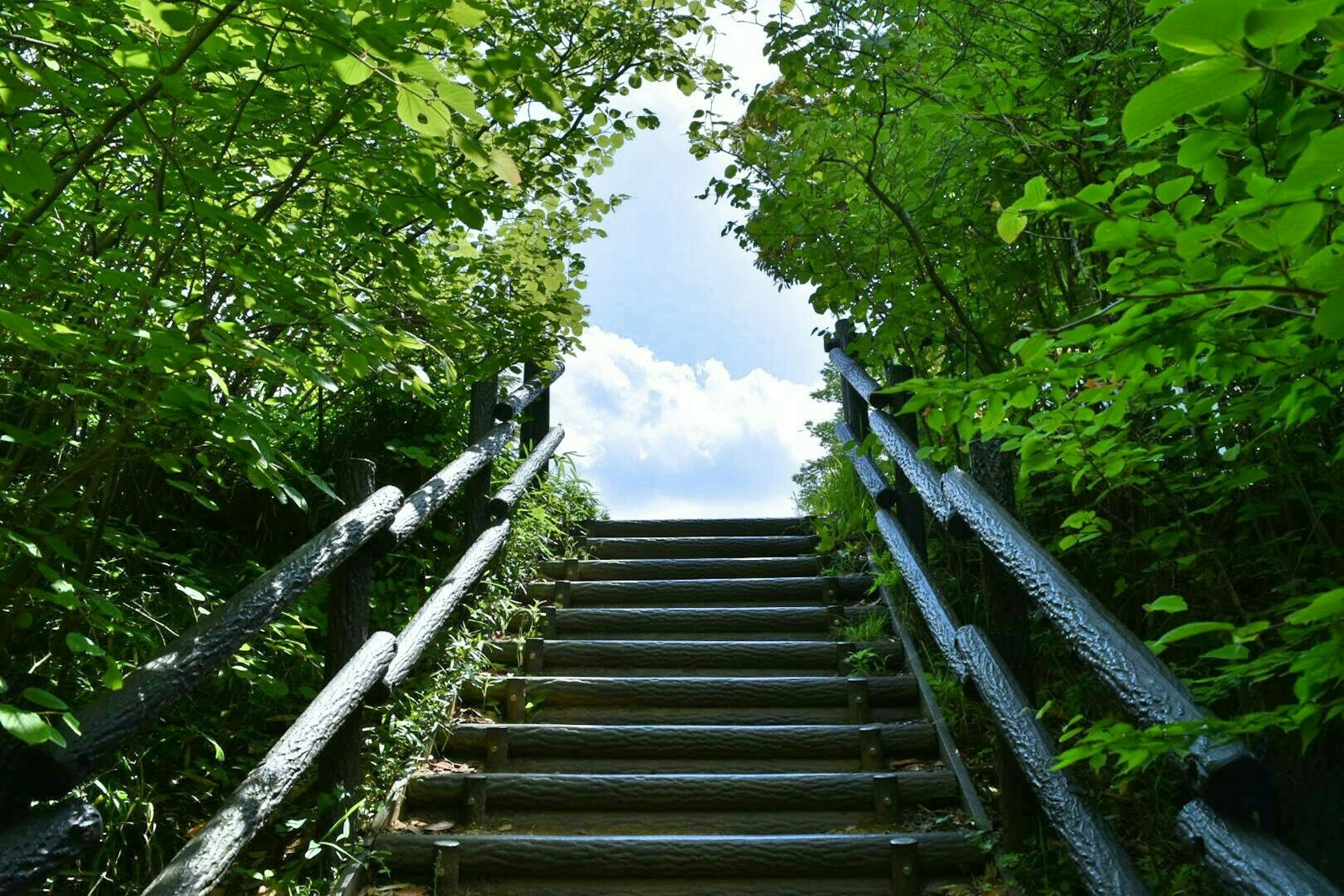 通向明亮天空的樓梯穿過鬱鬱蔥蔥的綠樹