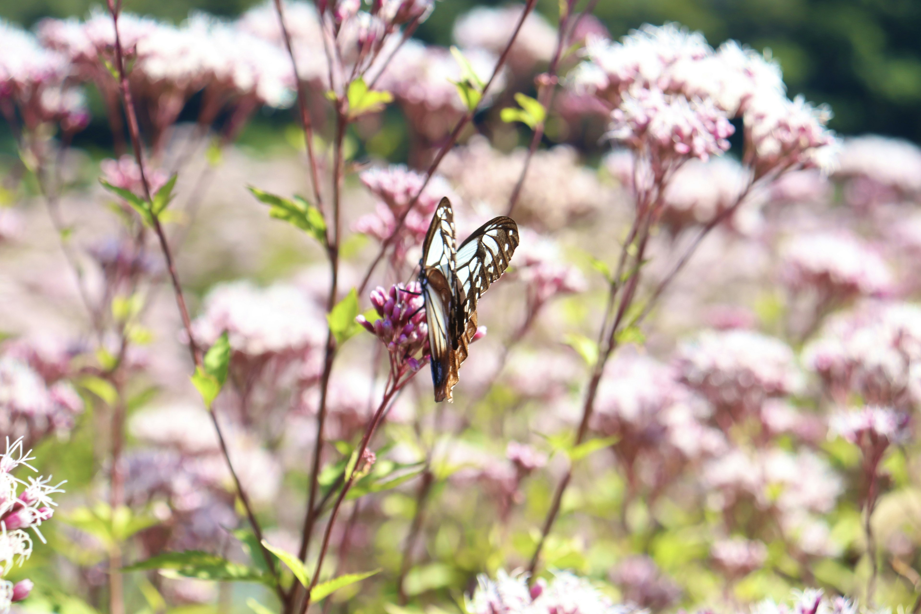 Un papillon se reposant sur des fleurs roses dans un champ vibrant