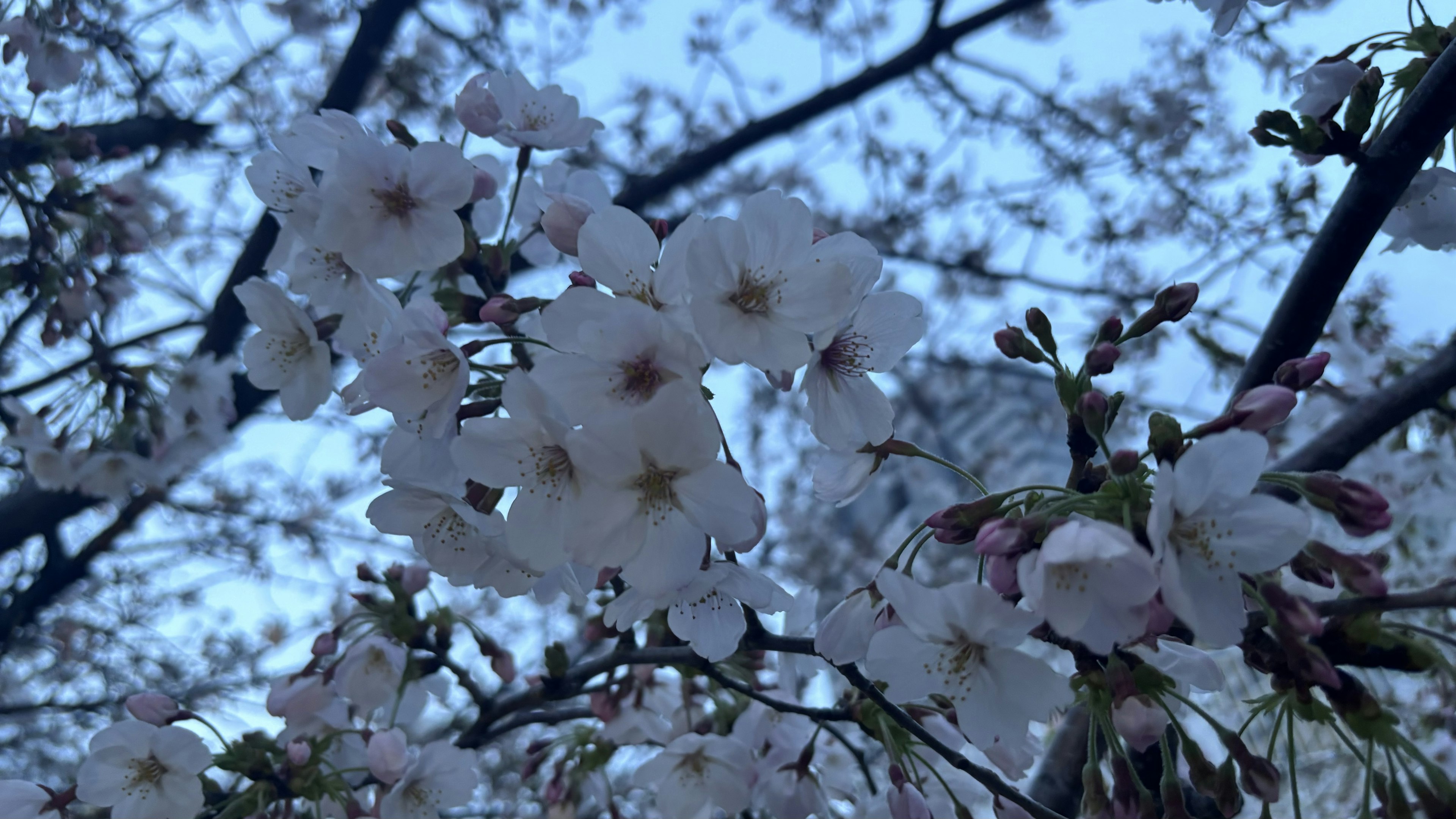 夜景中的樱花