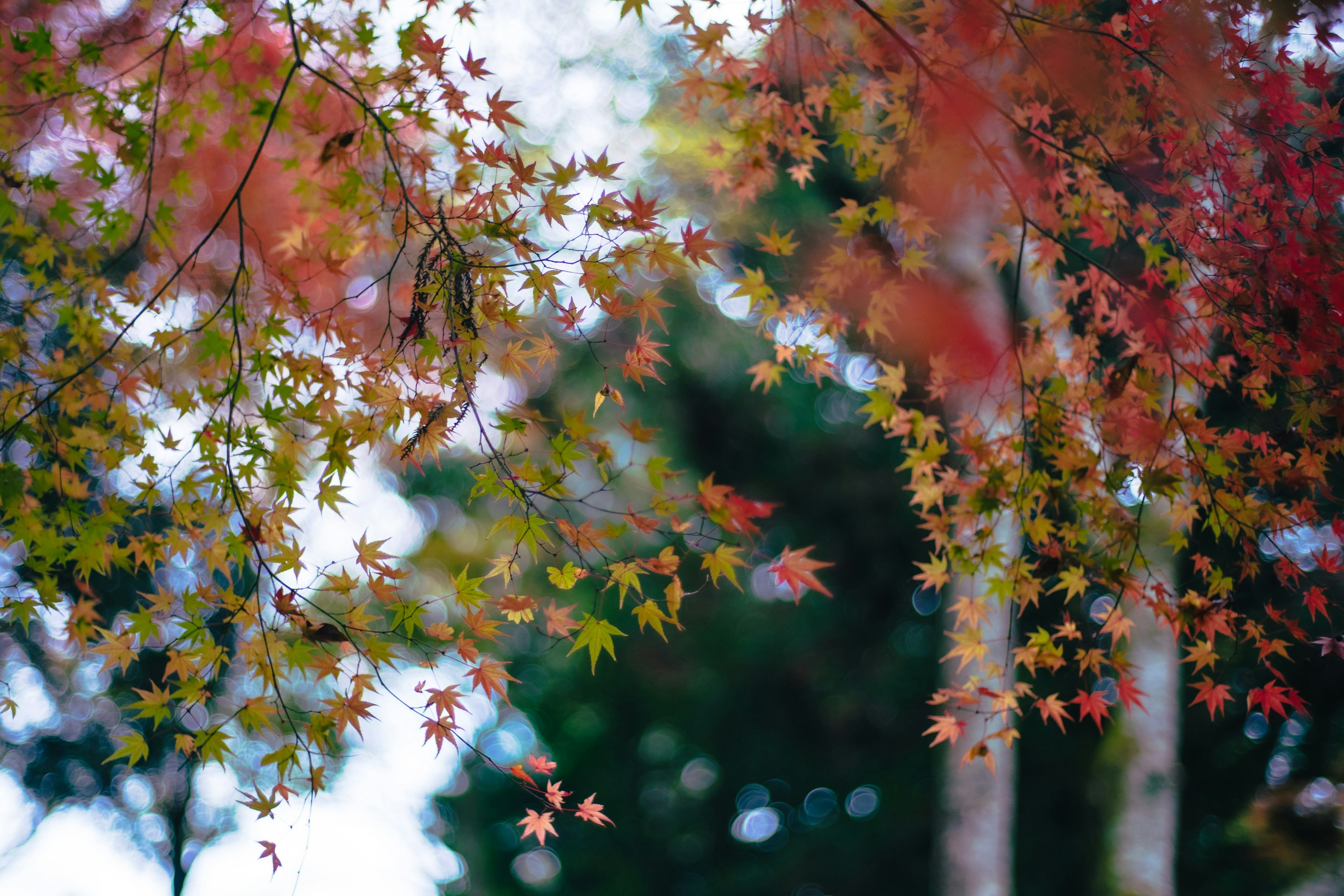 Hojas de otoño coloridas contra un fondo borroso