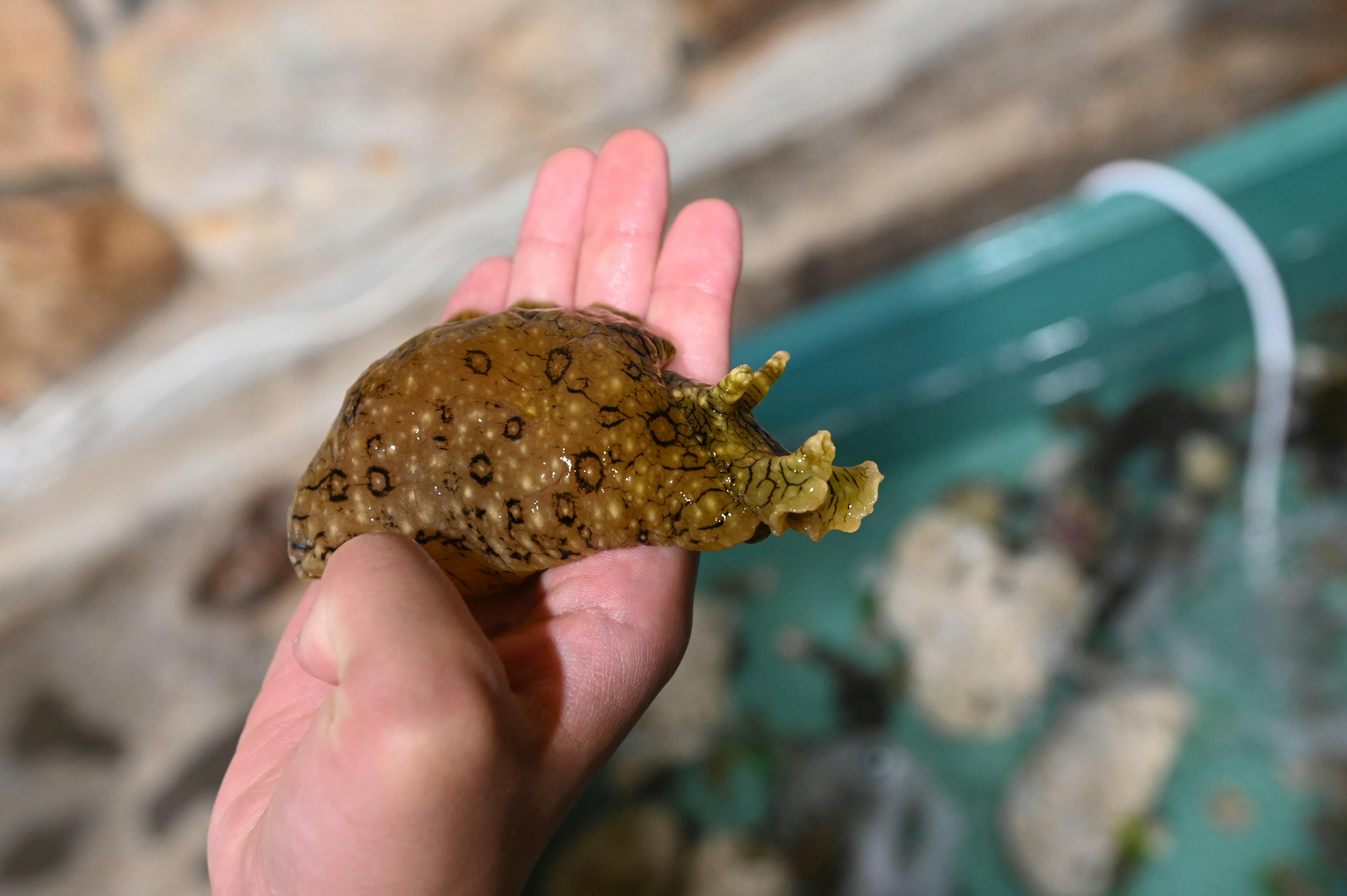 手のひらに乗せられた不思議な形の海洋生物