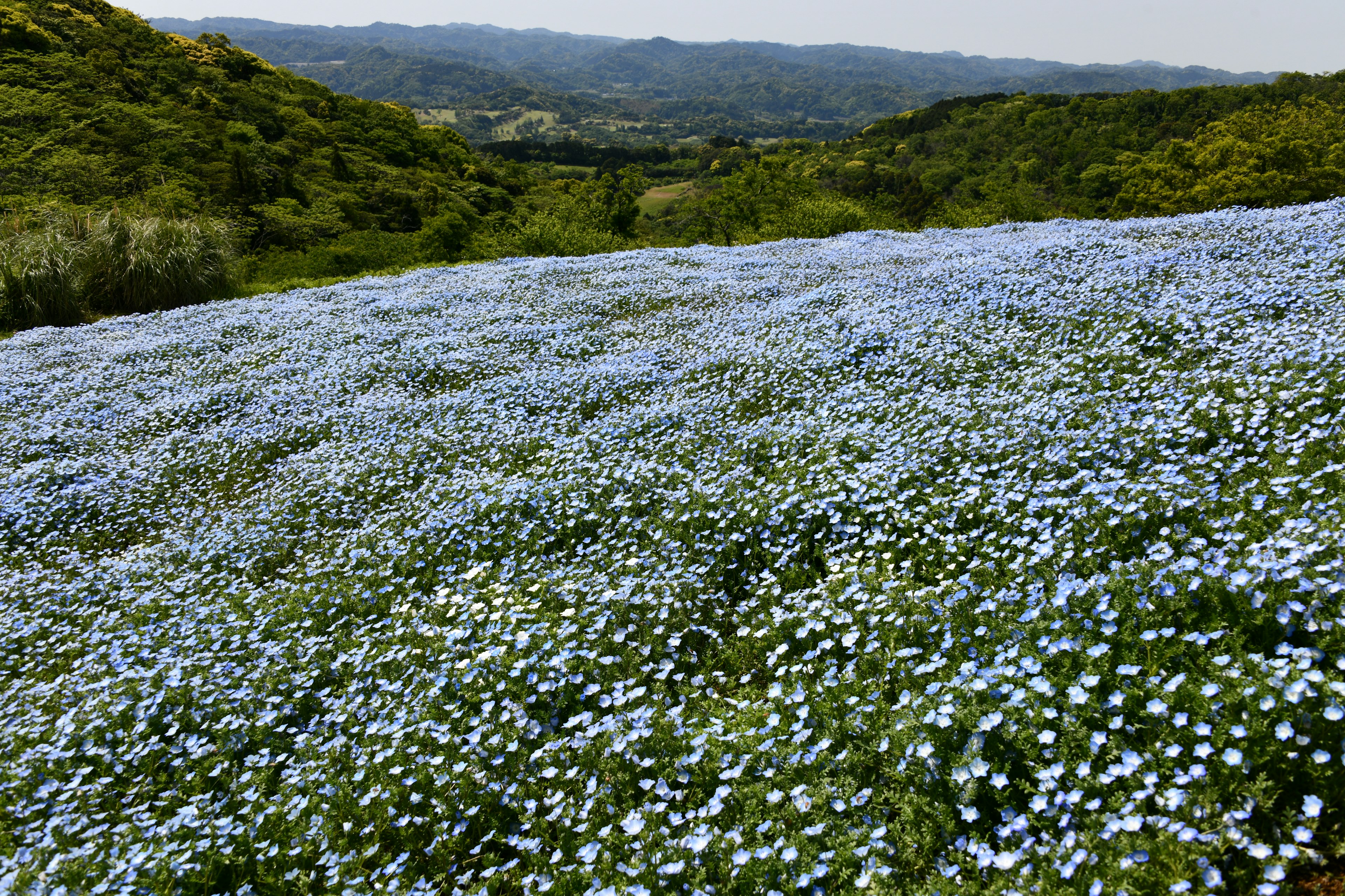 Champ vaste de fleurs bleues avec des collines vertes en arrière-plan