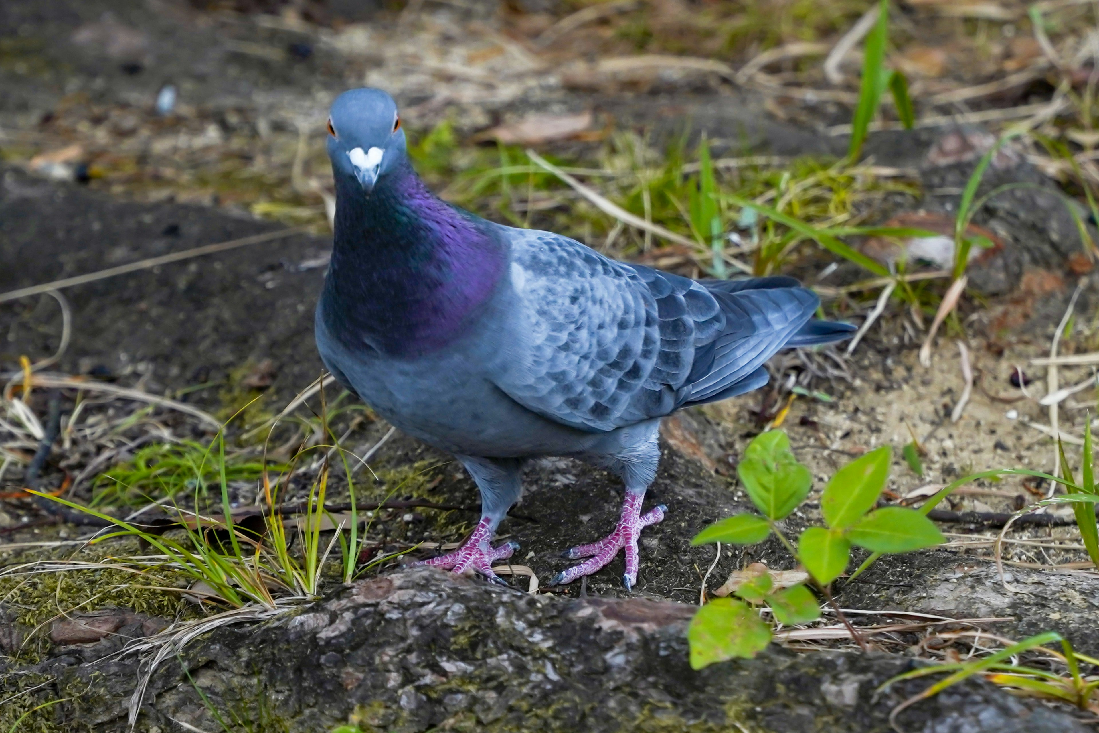 紫色の首を持つ鳩が地面に立っている