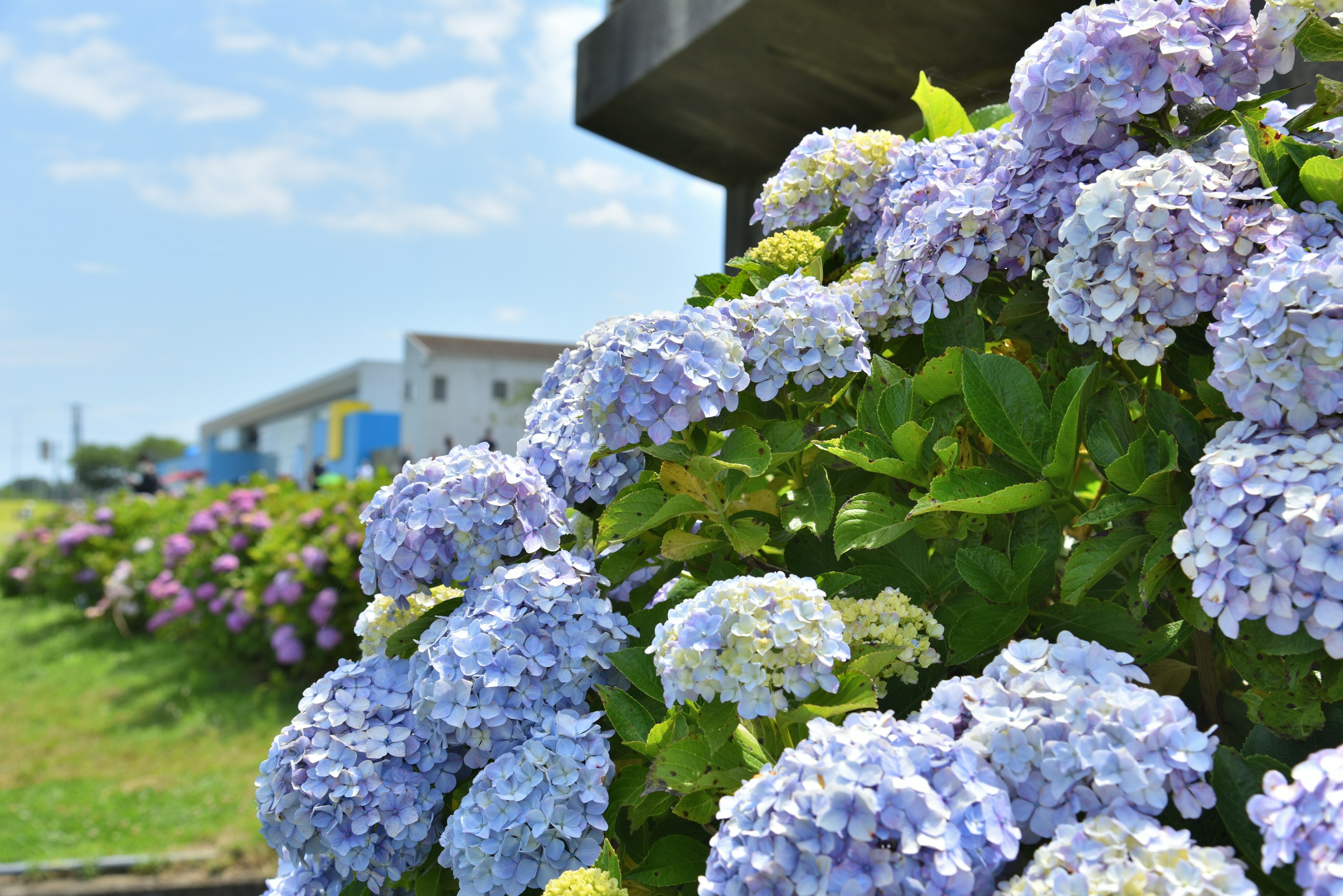 青紫色のアジサイの花が咲いている風景背景には白い雲と青空