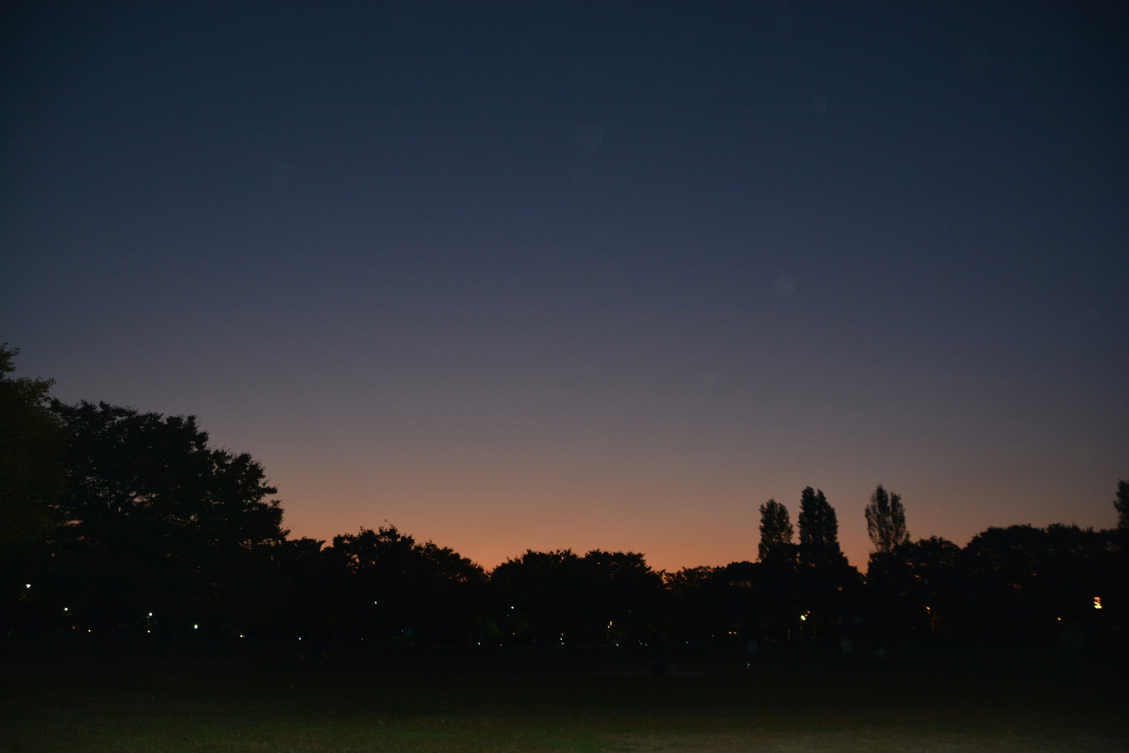 Silhouette di alberi e lampioni in un parco al crepuscolo