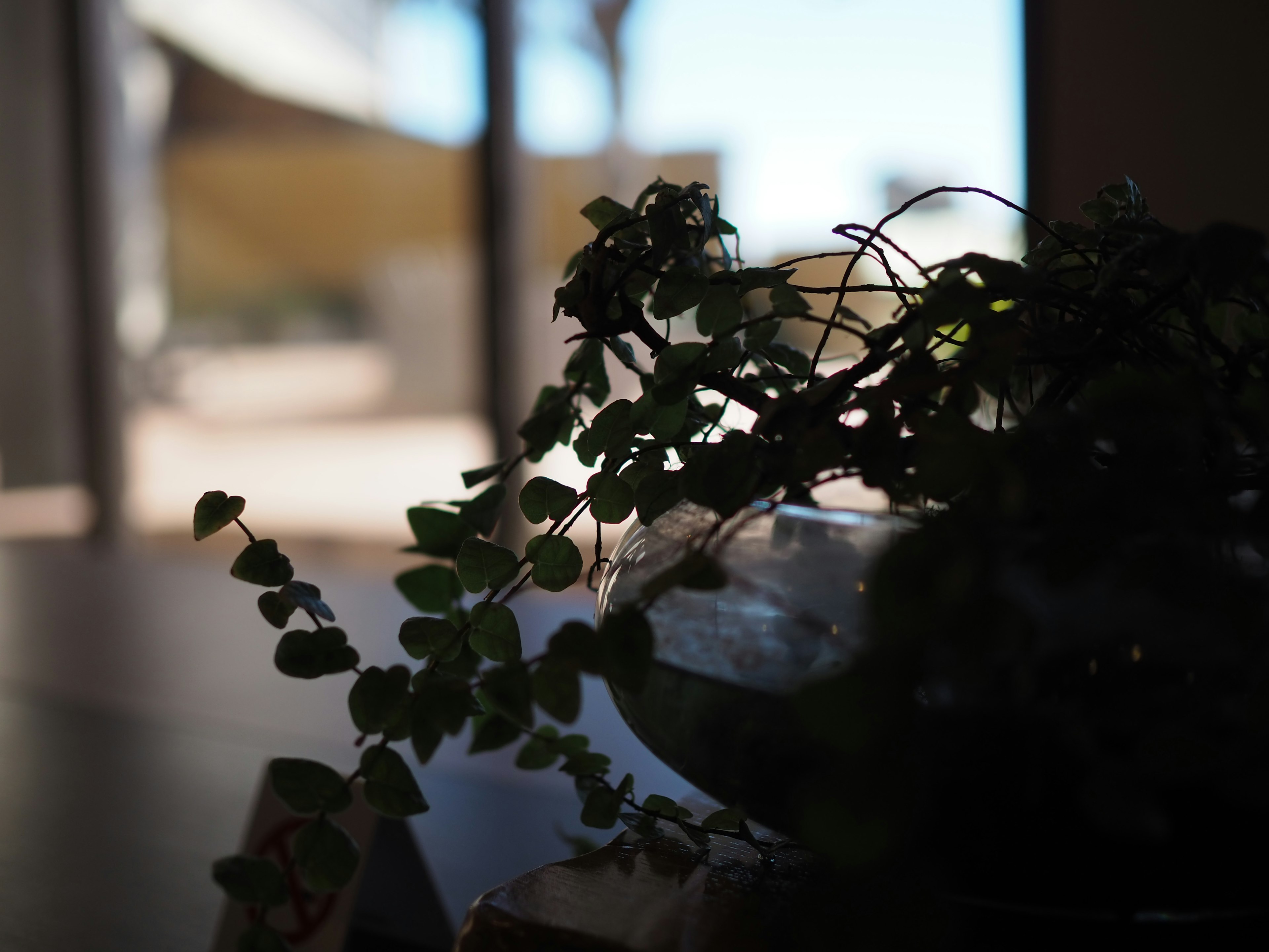 Indoor plant leaves in the foreground illuminated by natural light from a window with a blurred outdoor view in the background