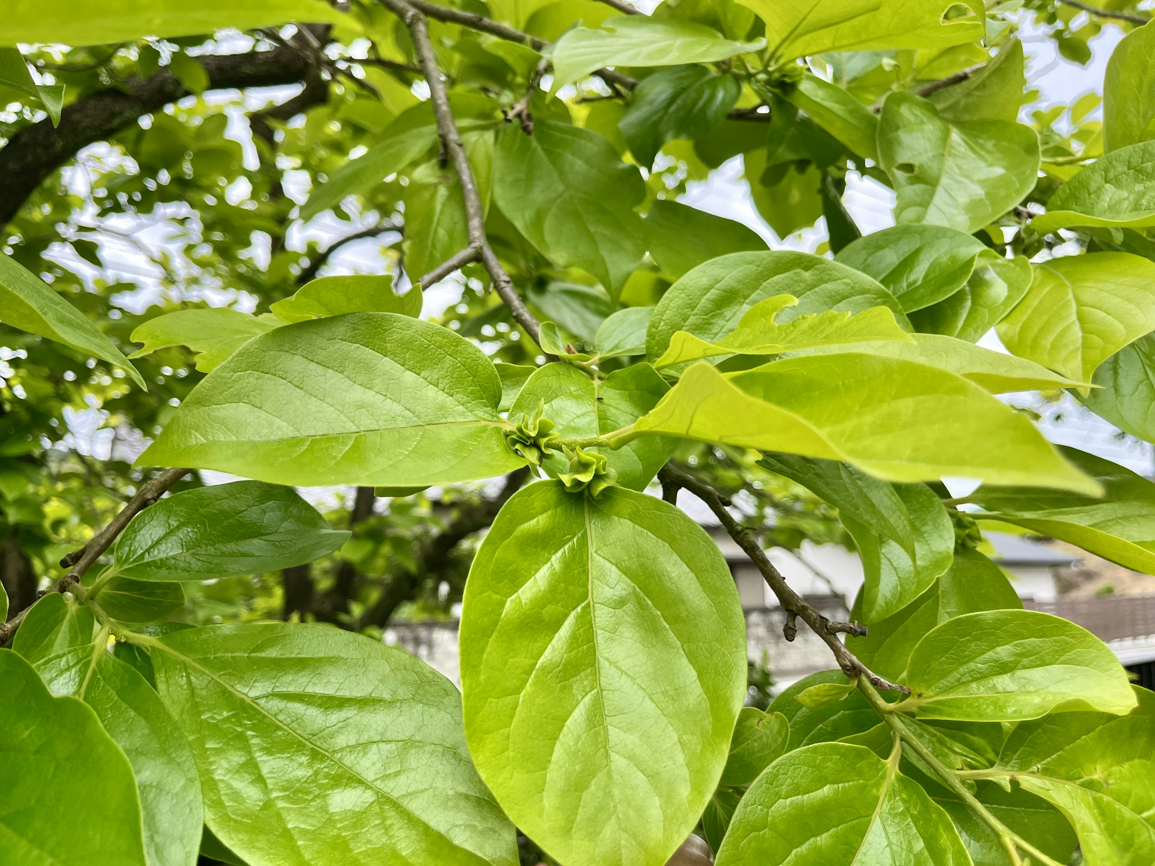 緑色の葉が生い茂る枝のクローズアップ