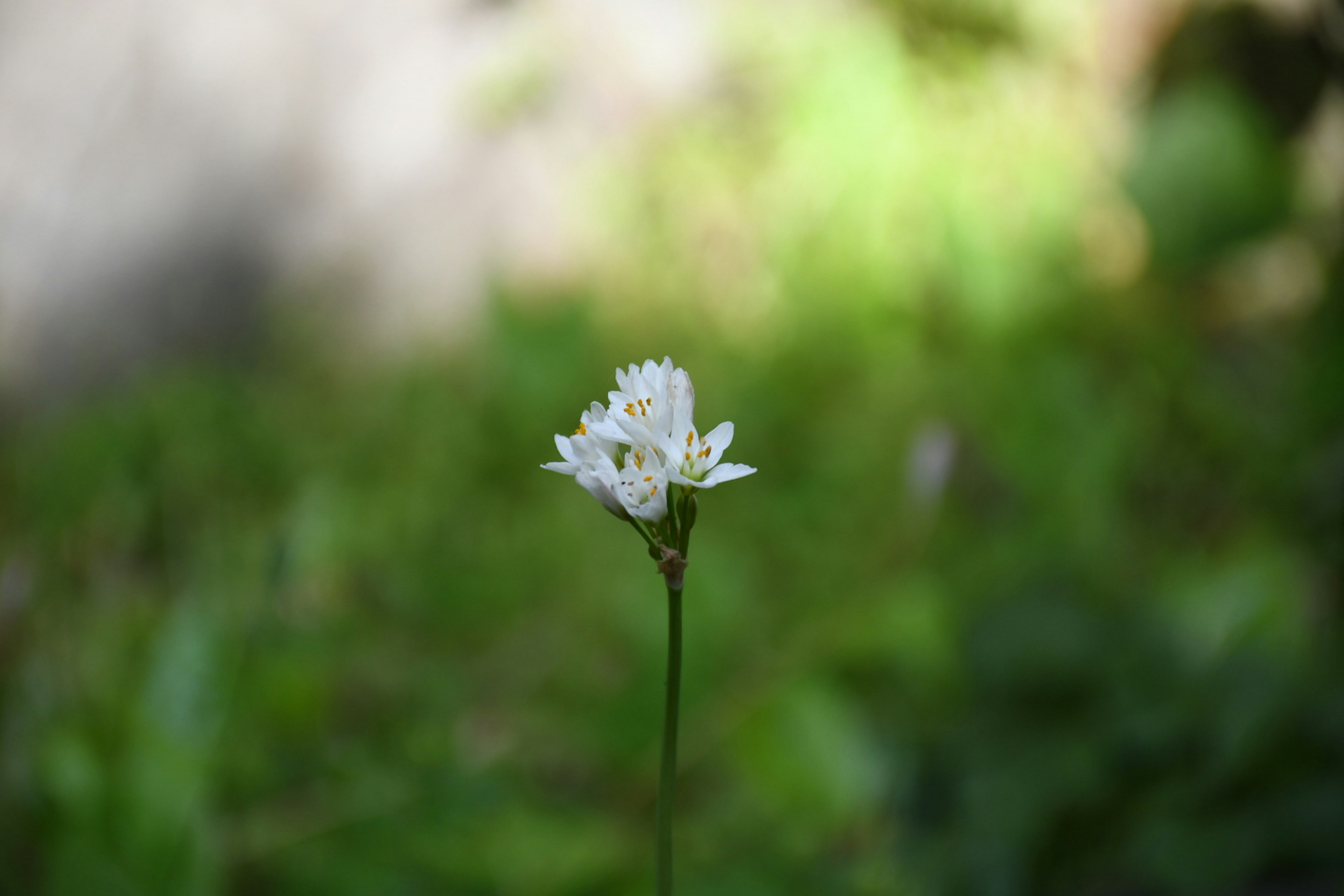 绿色背景上的白色花朵特写