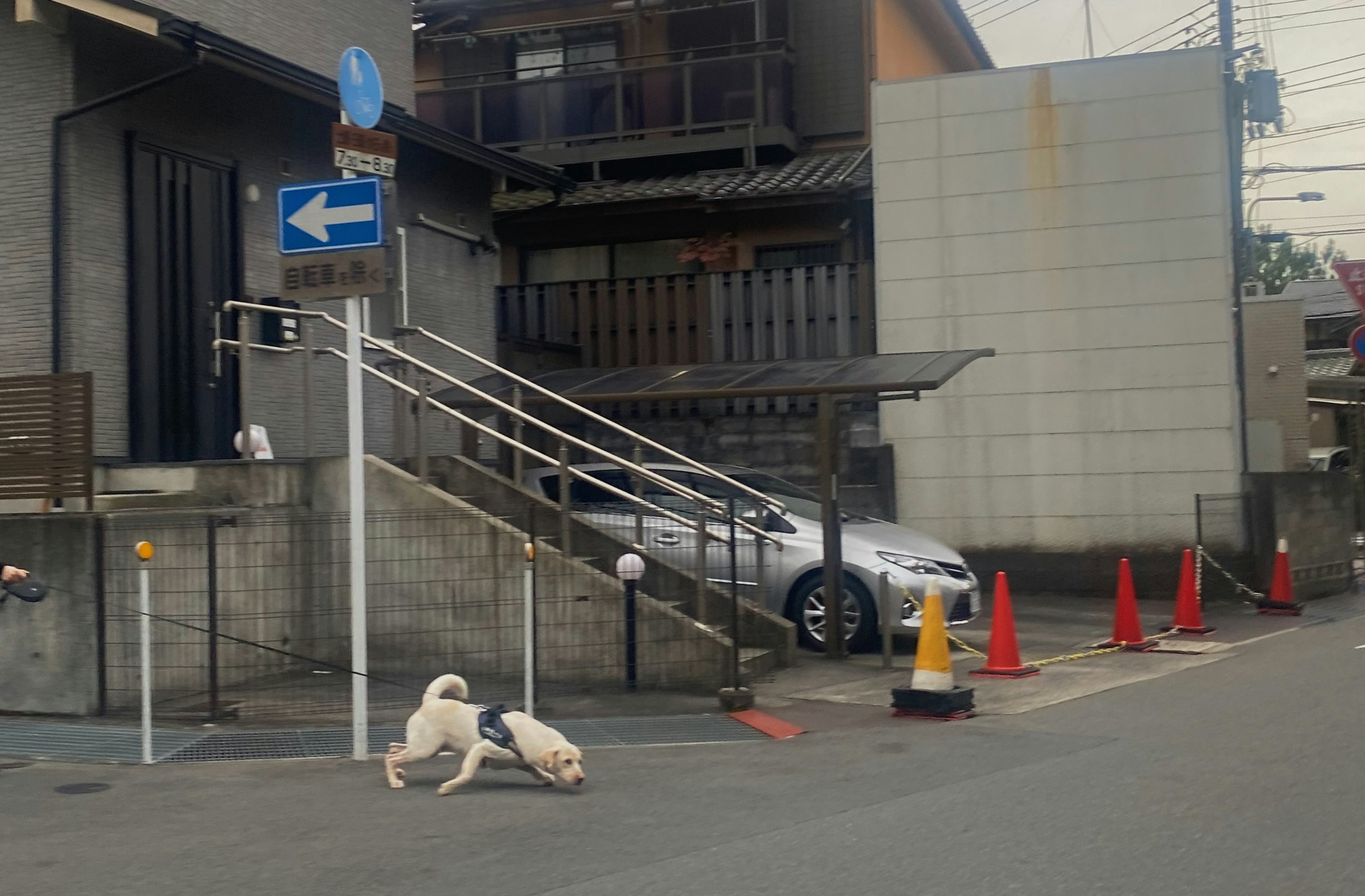 Deux chiens près d'un escalier dans un environnement urbain