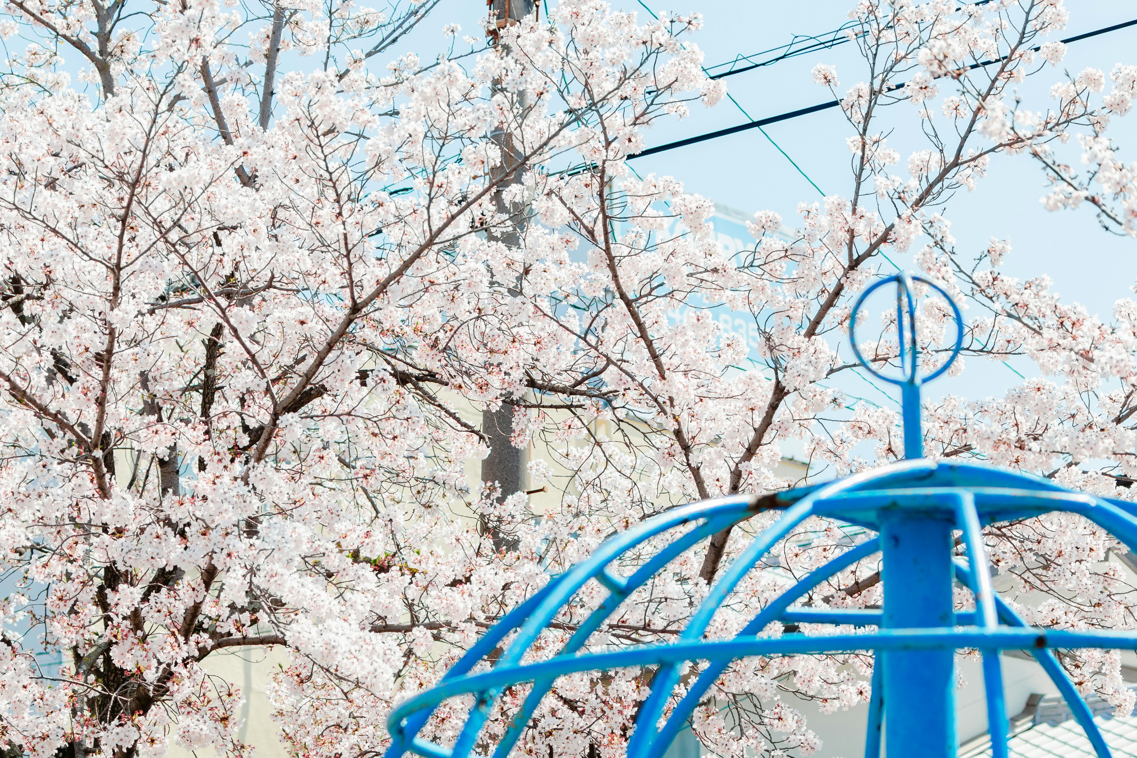 Peralatan bermain biru dengan bunga sakura di taman