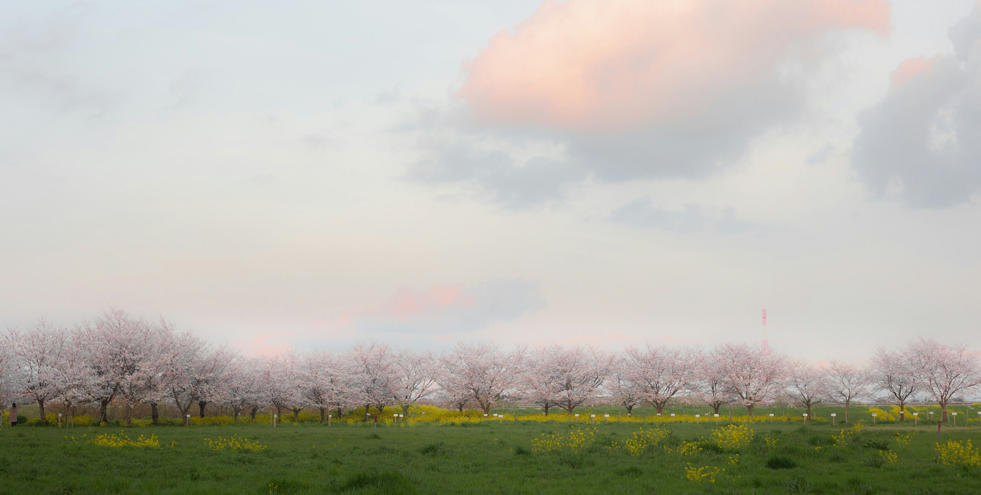 Paysage printanier avec des cerisiers en fleurs et des fleurs jaunes dans une prairie verte