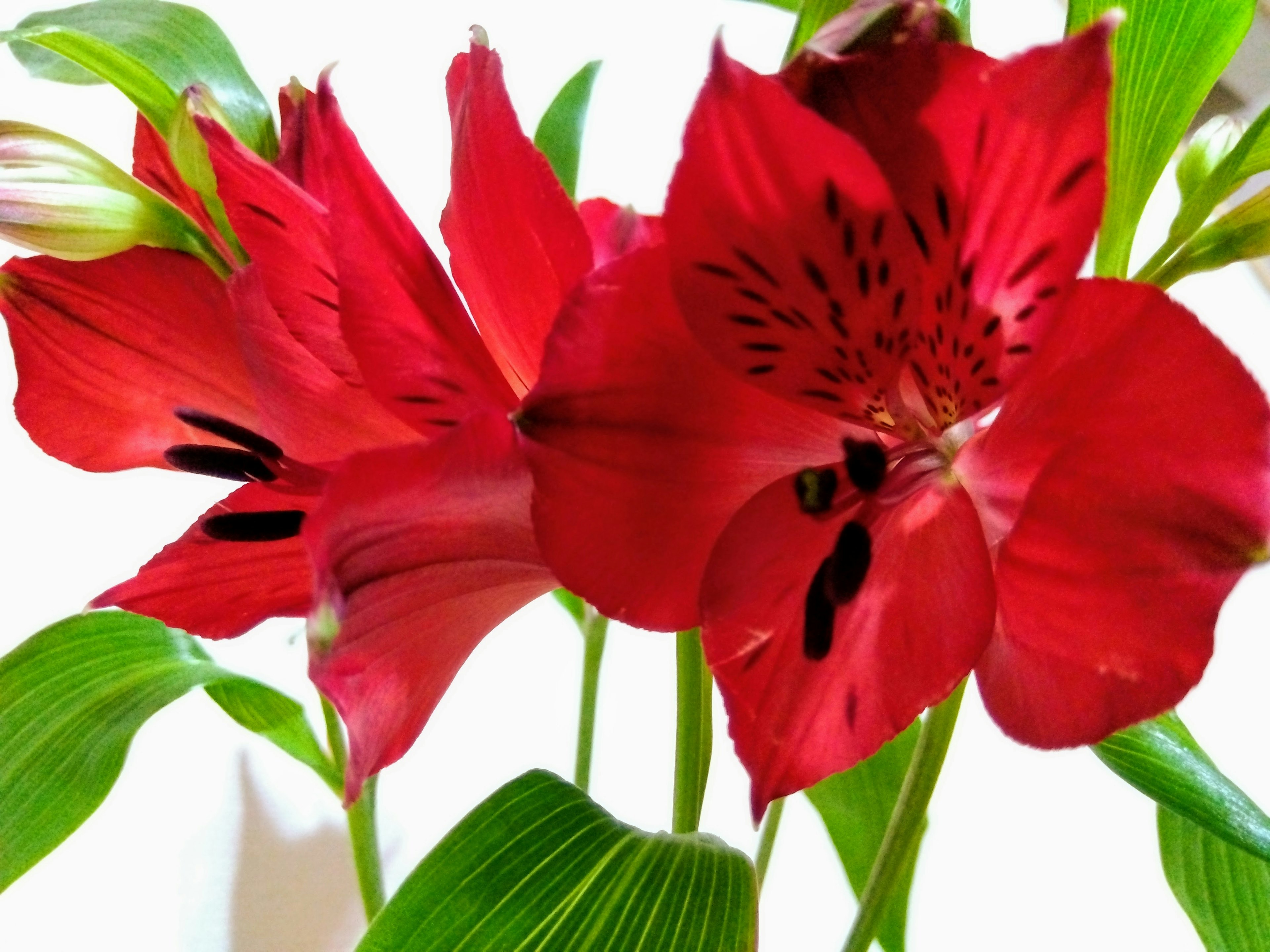 Flores rojas vibrantes con hojas verdes en un ramo