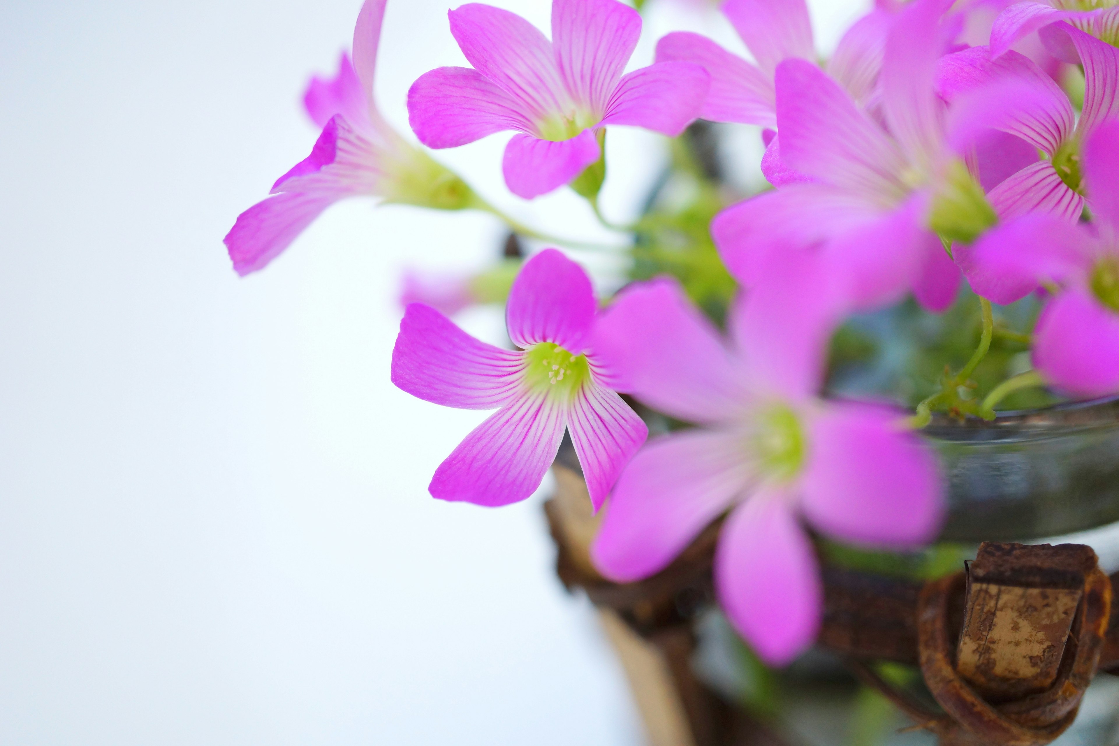 Kedekatan bunga pink cerah dalam pot