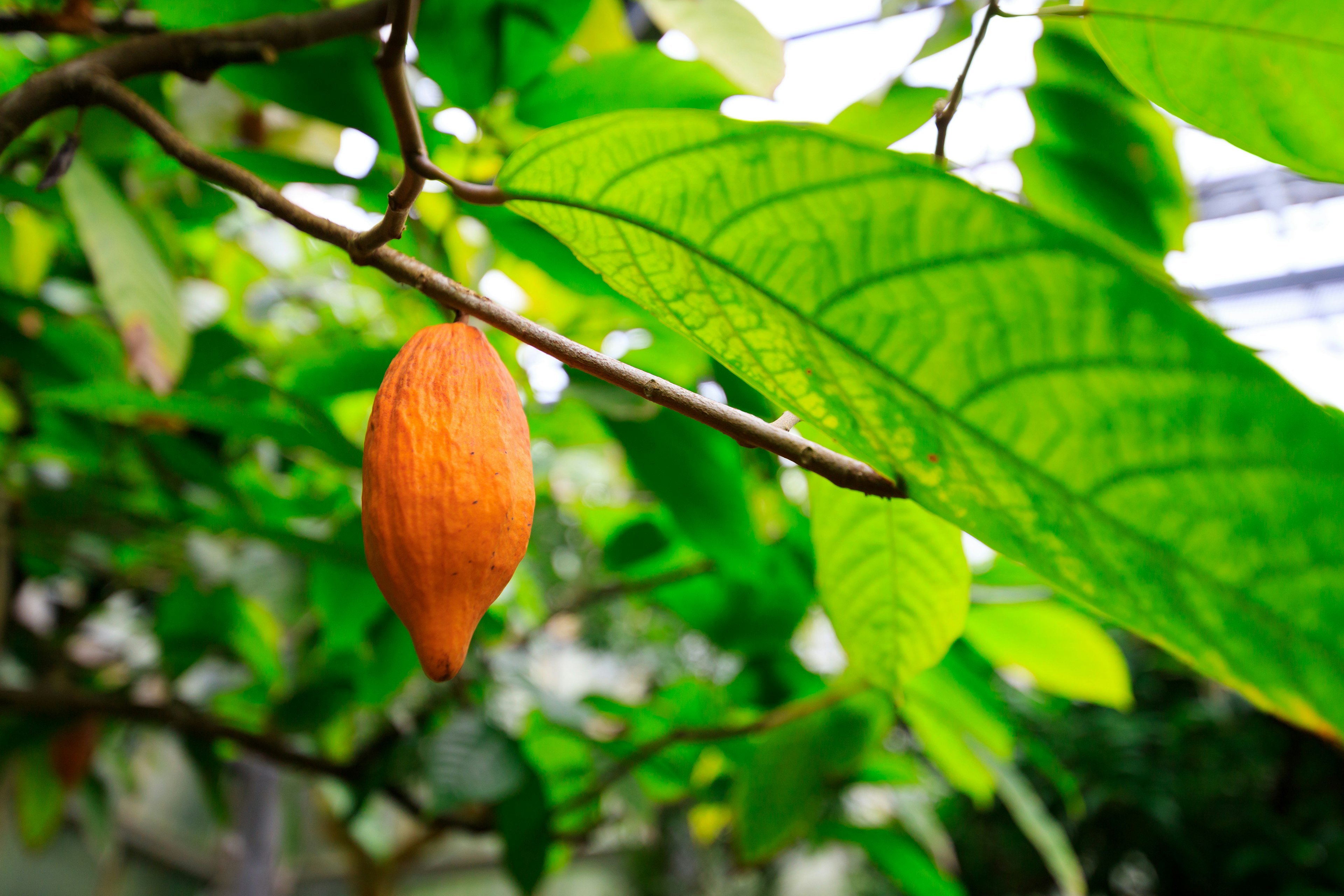 Orange Frucht hängt zwischen grünen Blättern