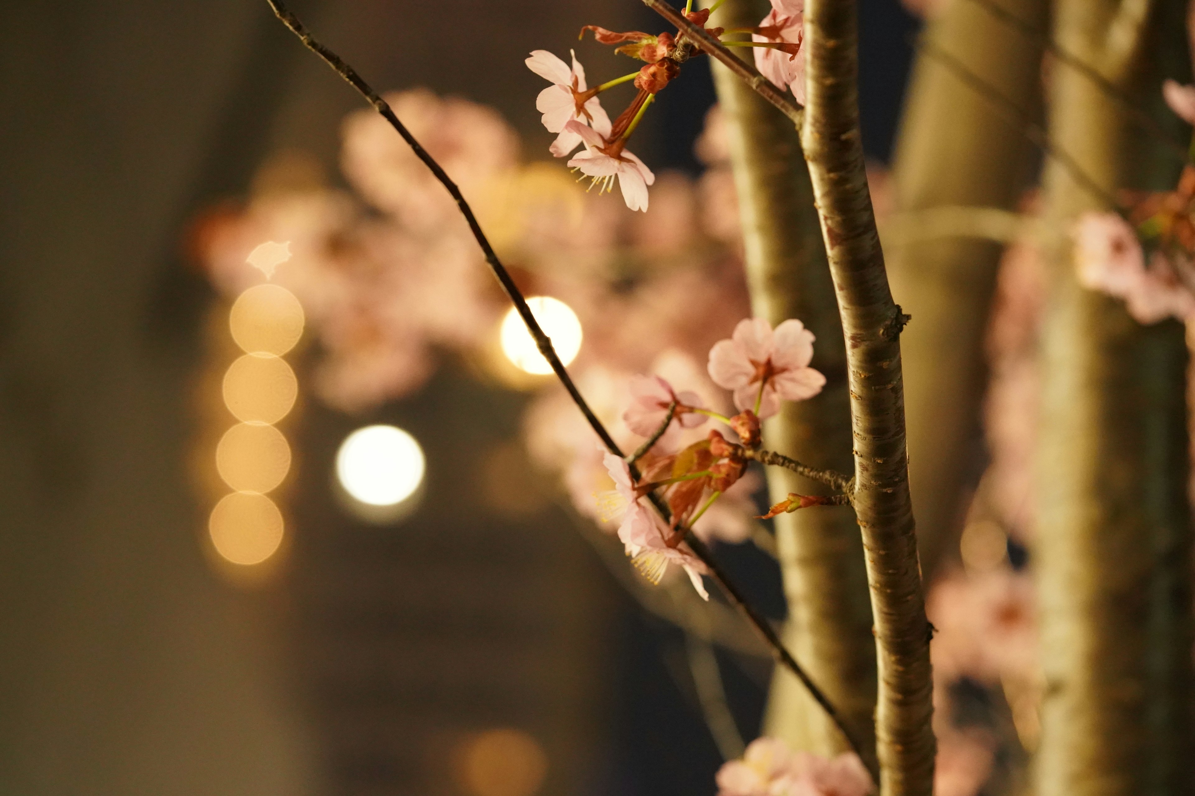 樱花树枝特写，背景为模糊的光点