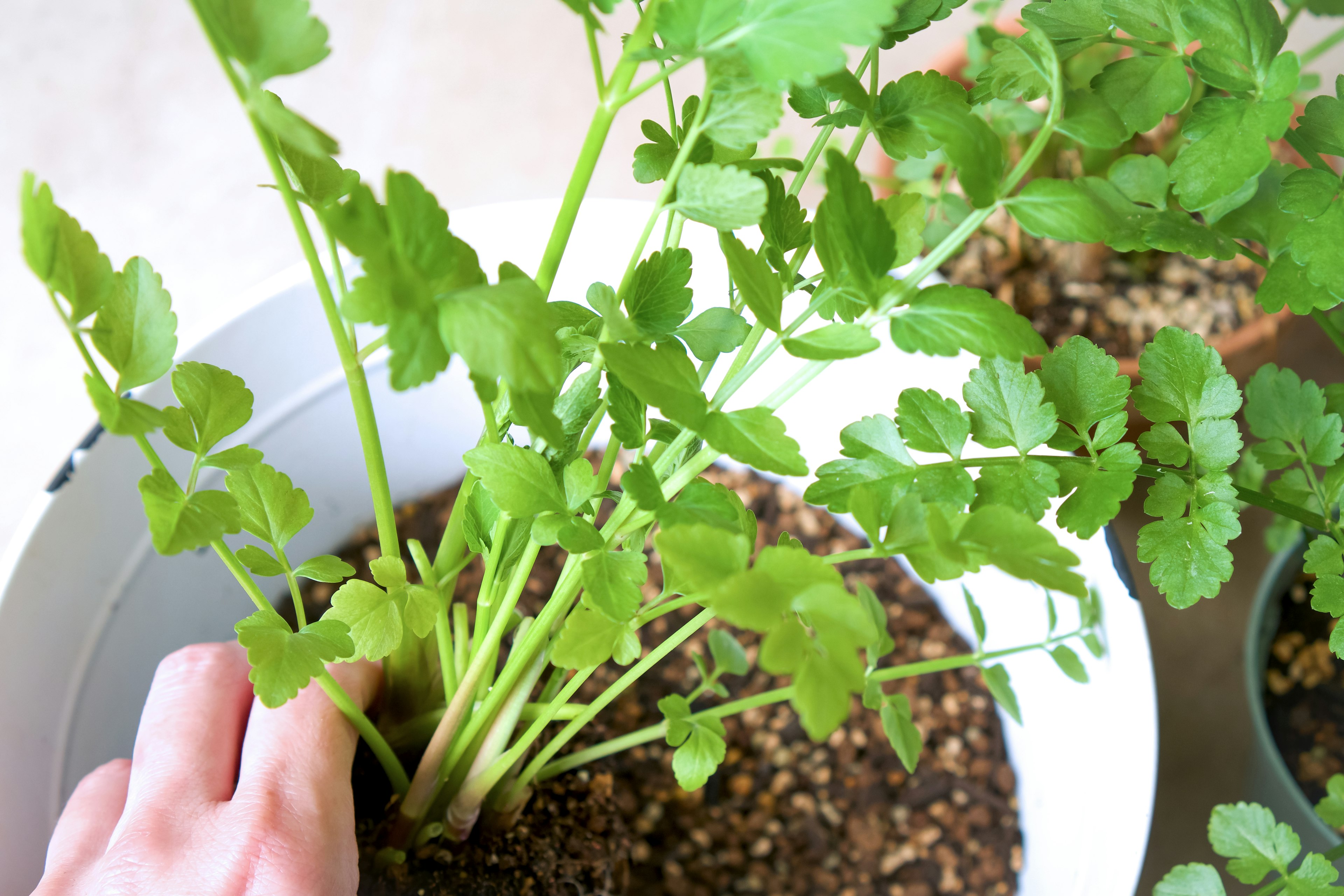 手で摘まれている新鮮なパセリの植物