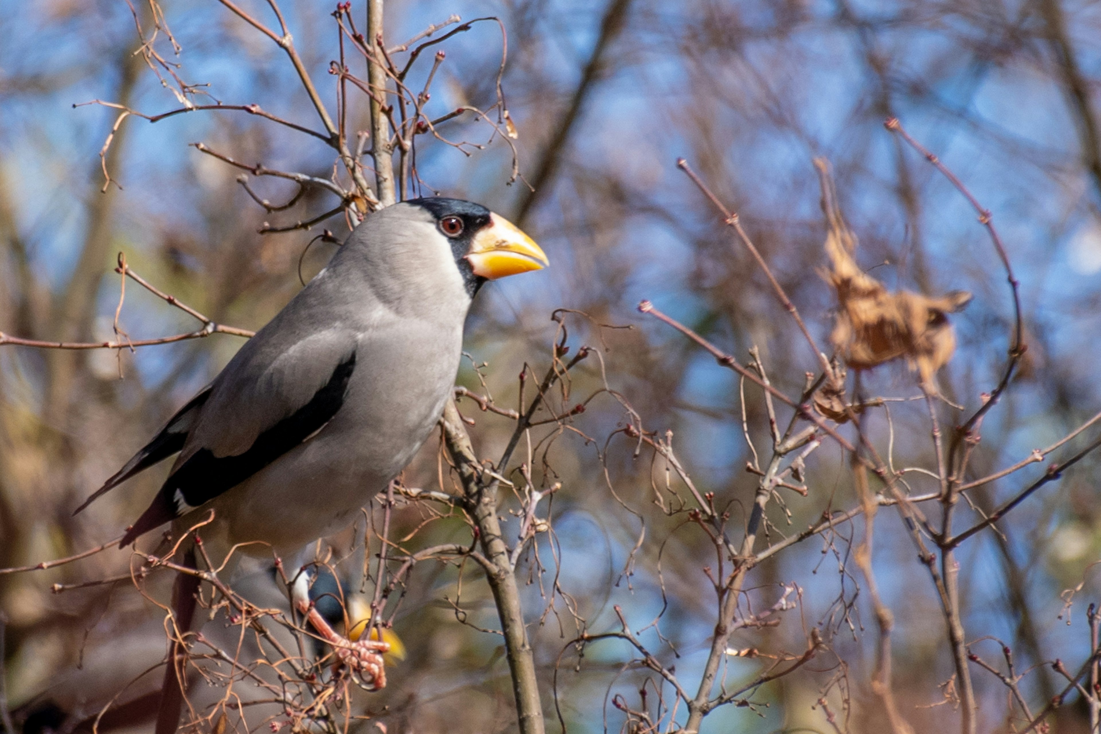 Gray bird perched on a branch with a bright yellow beak