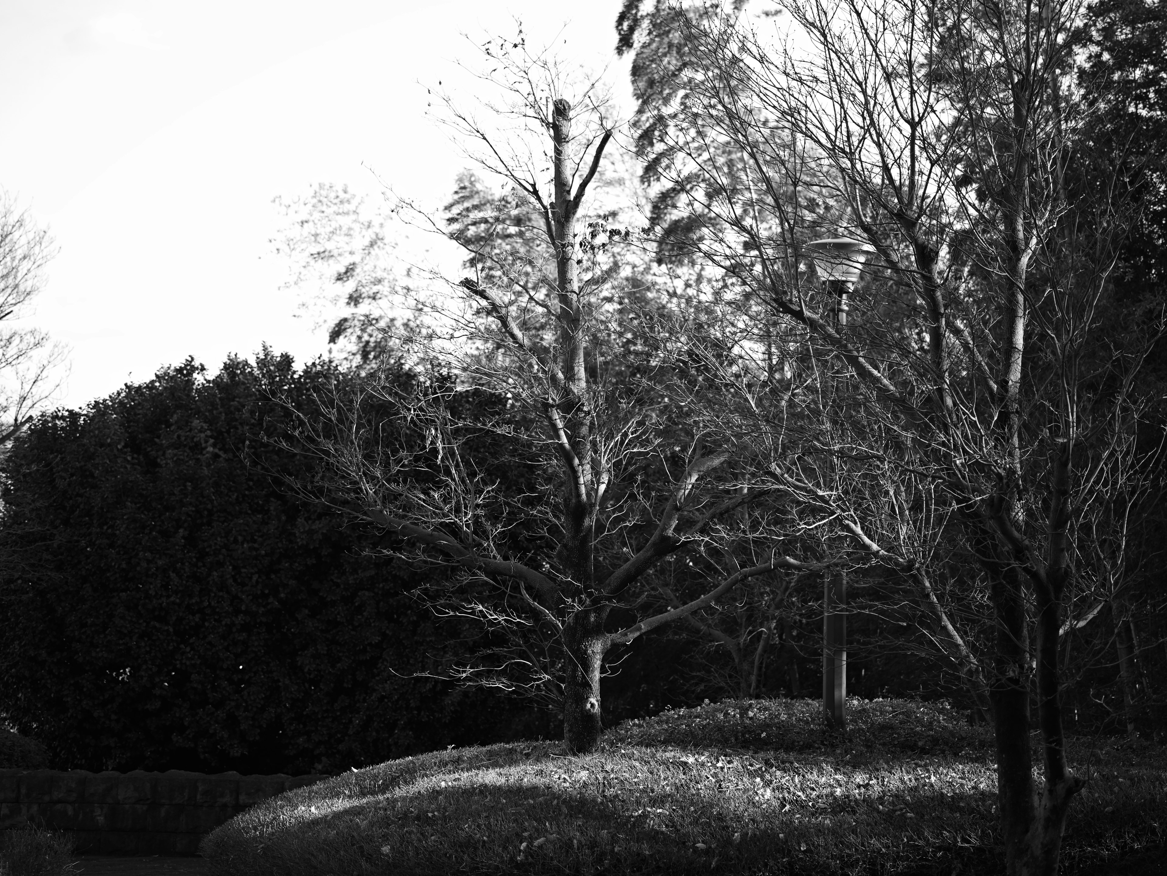 Foto paesaggistica in bianco e nero alberi secchi e sfondo verde piccola collina e lampione