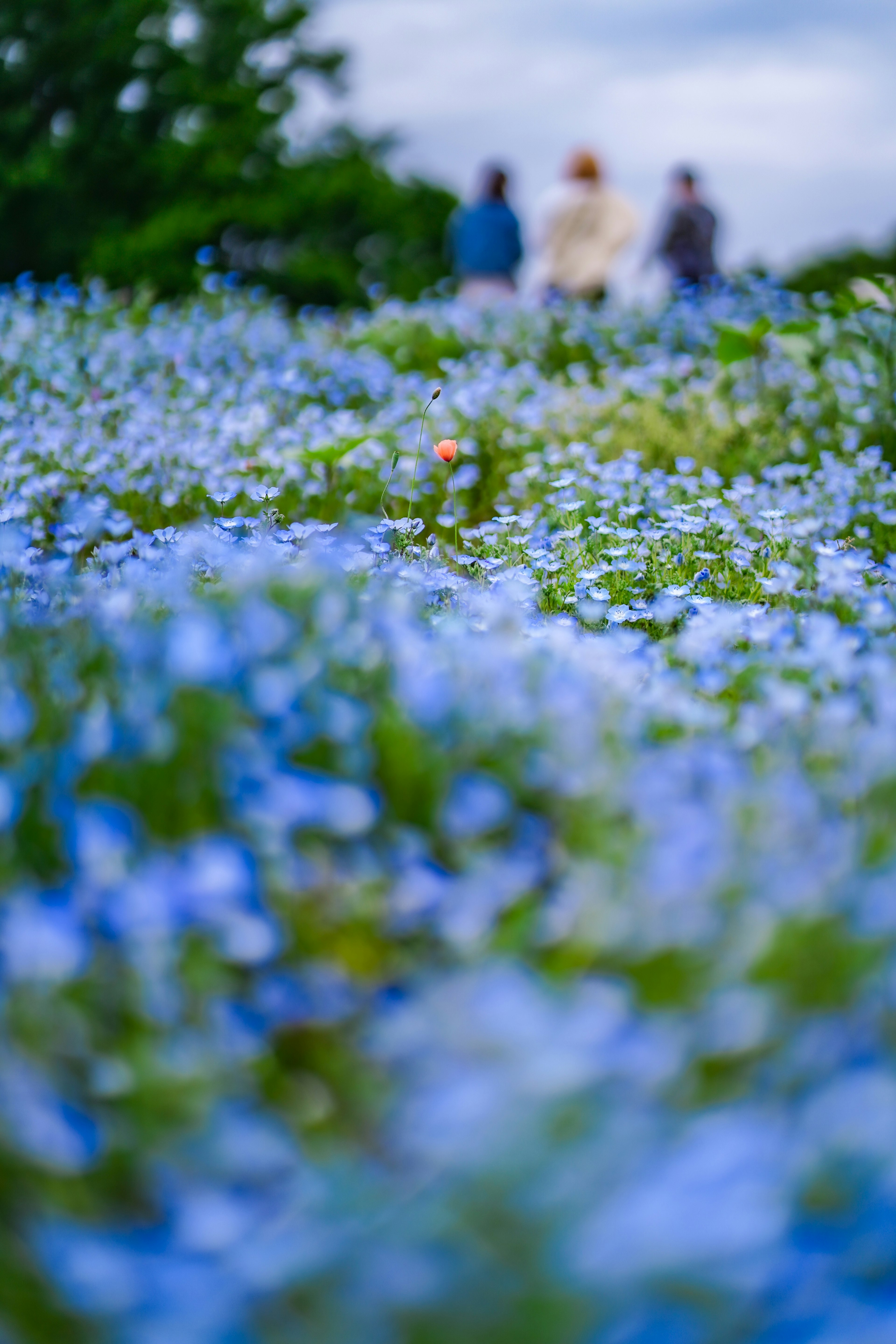 Un champ de fleurs bleues avec des personnes marchant au loin