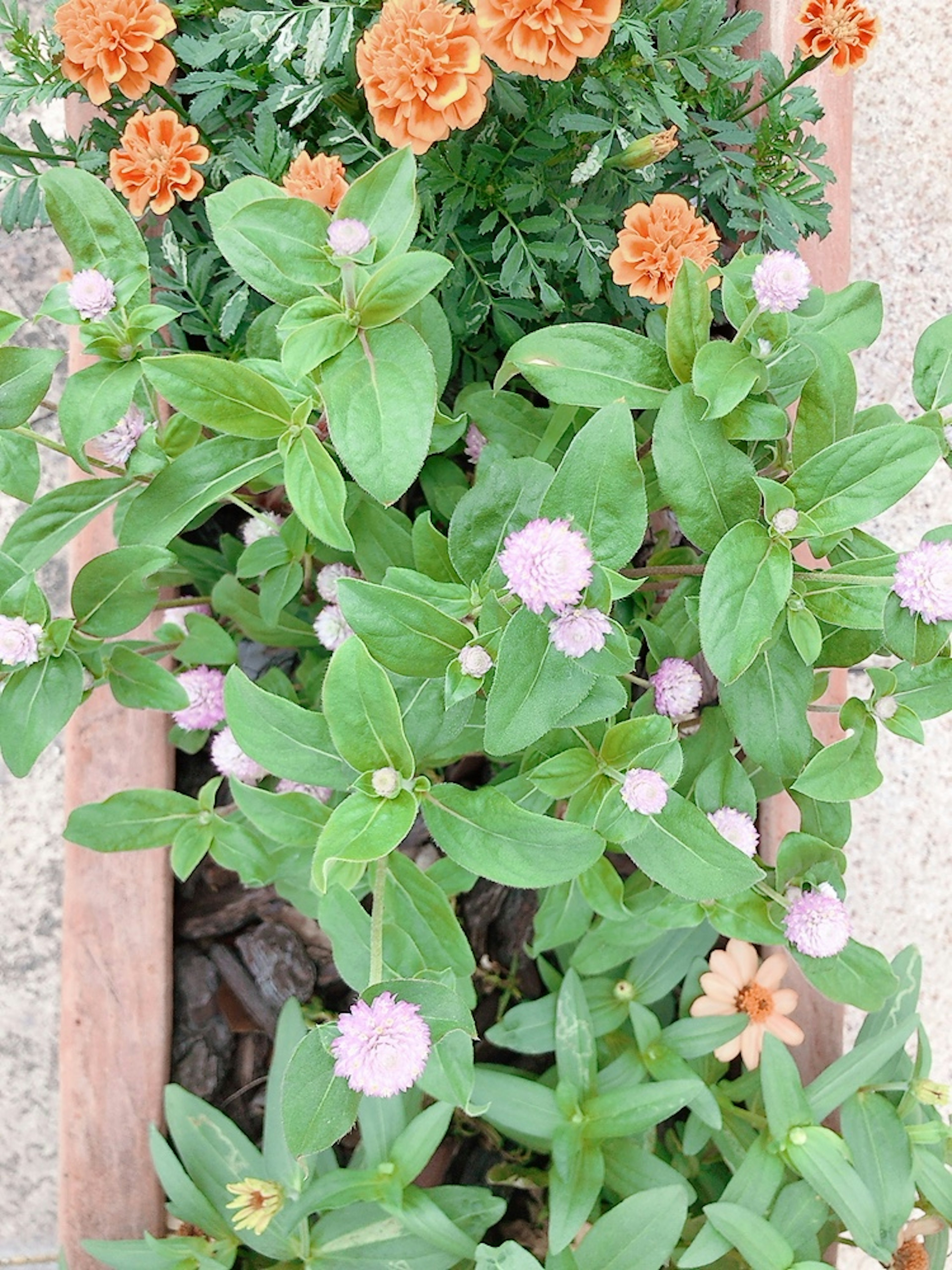 オレンジ色のマリーゴールドと緑の葉に囲まれた薄紫色の花が咲いている