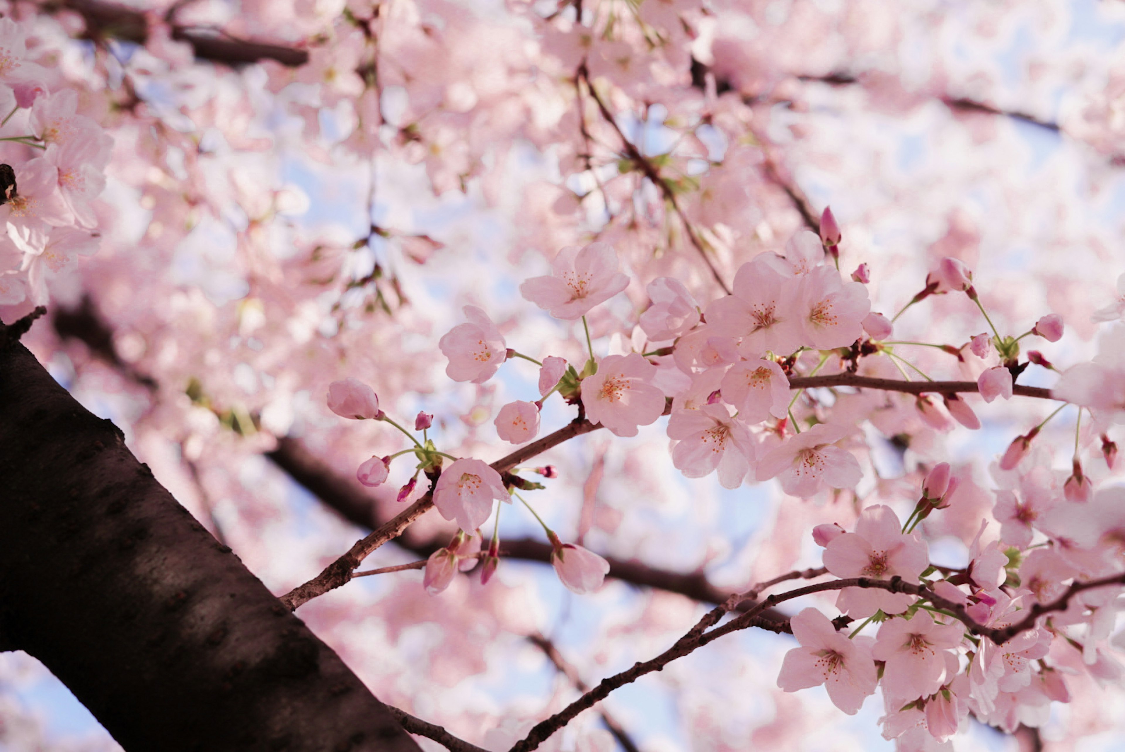 Close-up of cherry blossom branches in full bloom