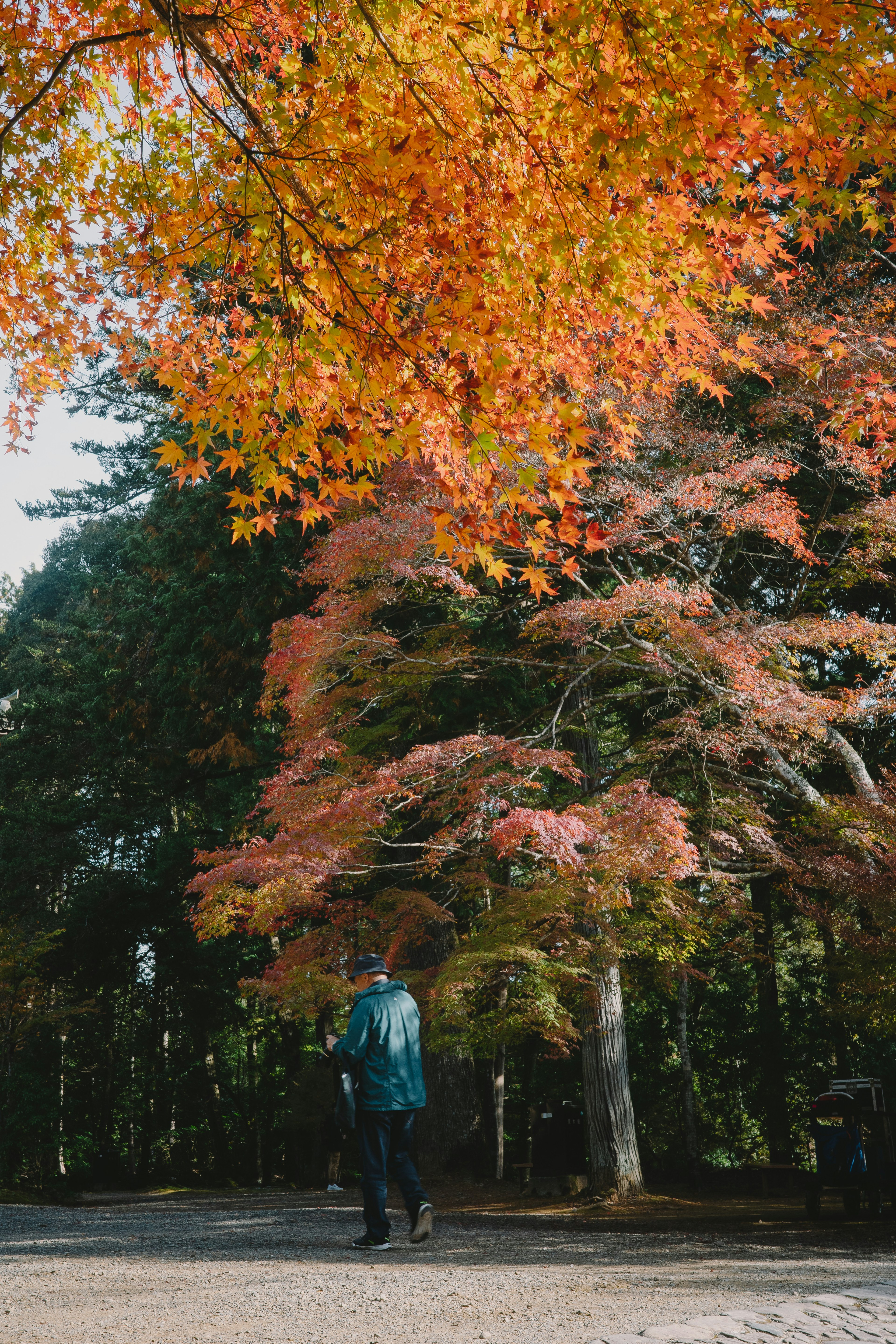 秋の紅葉の中を歩く人物と色づいた木々