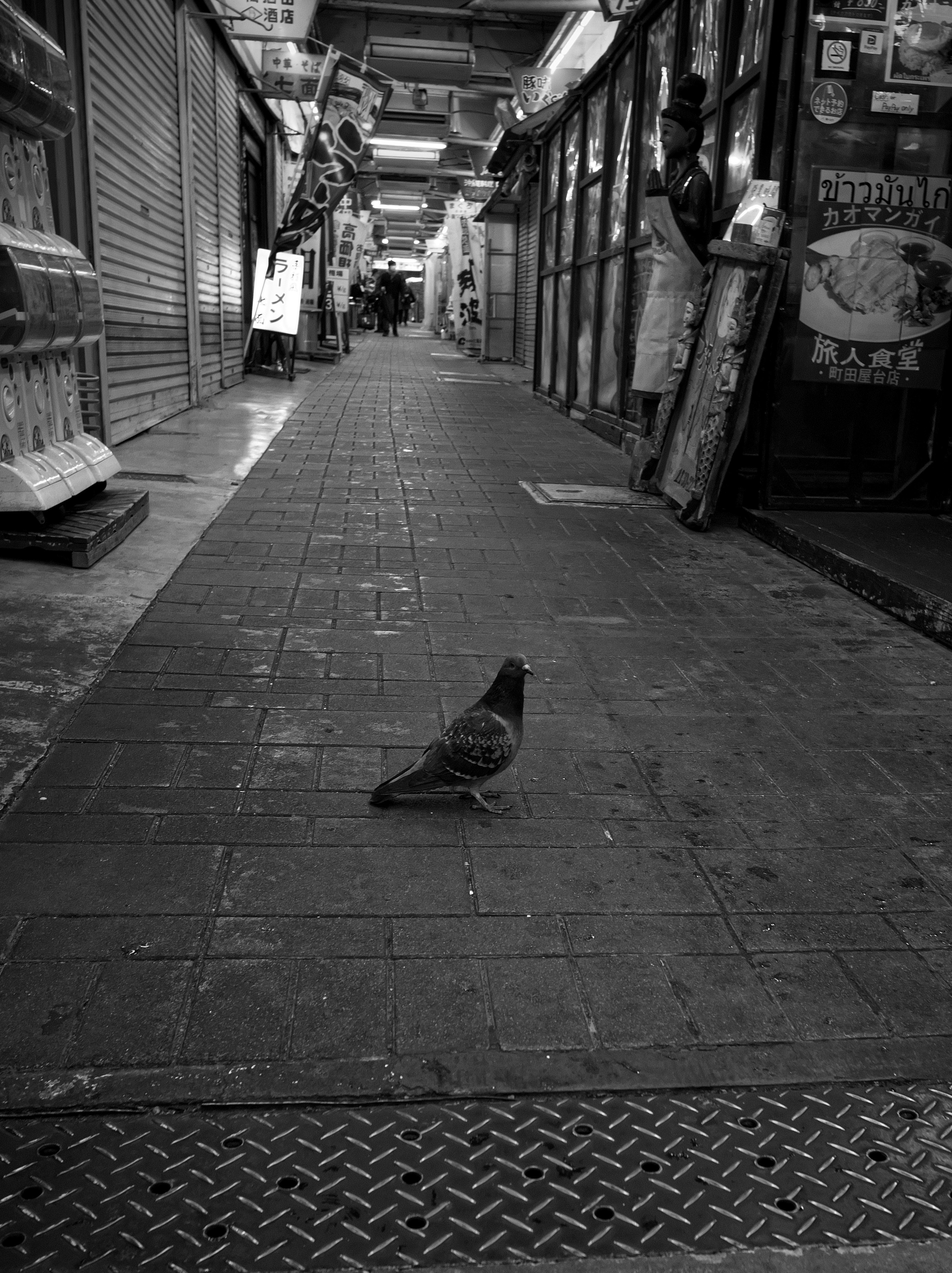 A pigeon standing in a narrow alley captured in black and white