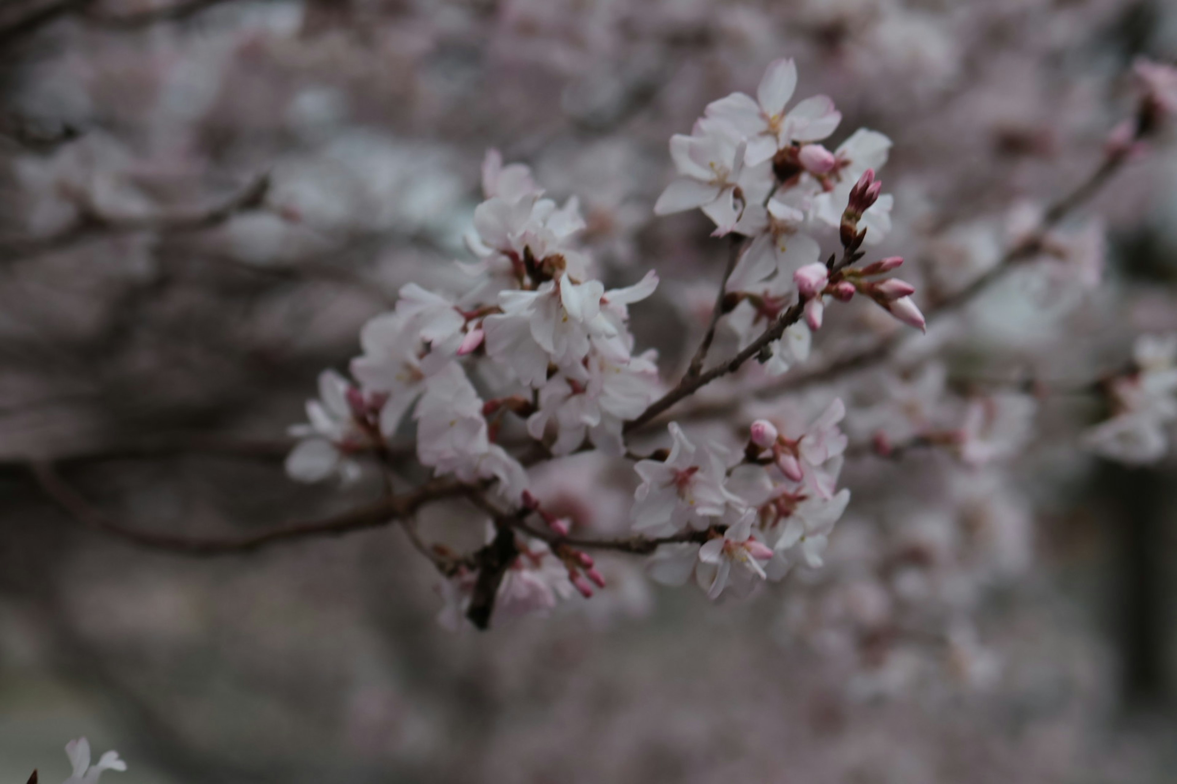 Kedekatan bunga sakura di cabang