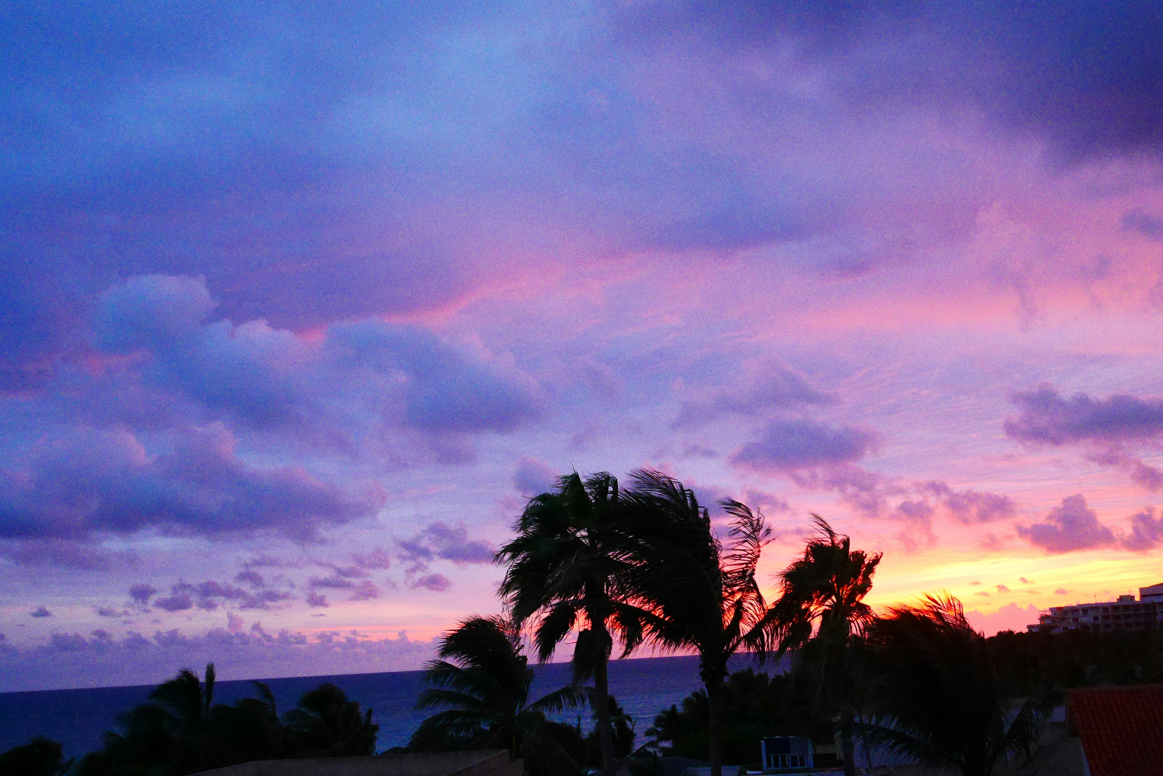 Ciel de coucher de soleil magnifique avec des palmiers ondulants