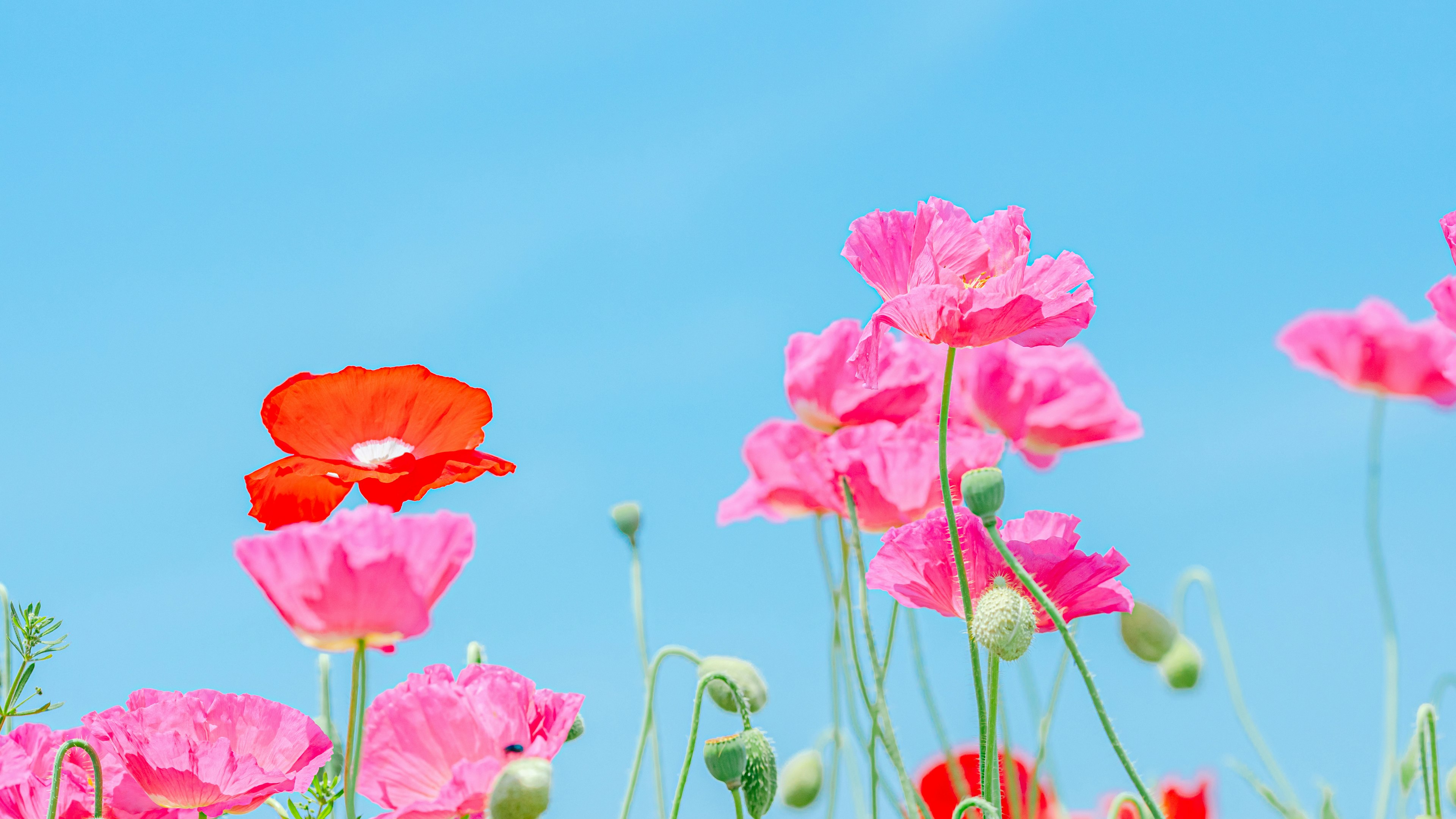 Rosa und rote Blumen blühen unter einem blauen Himmel