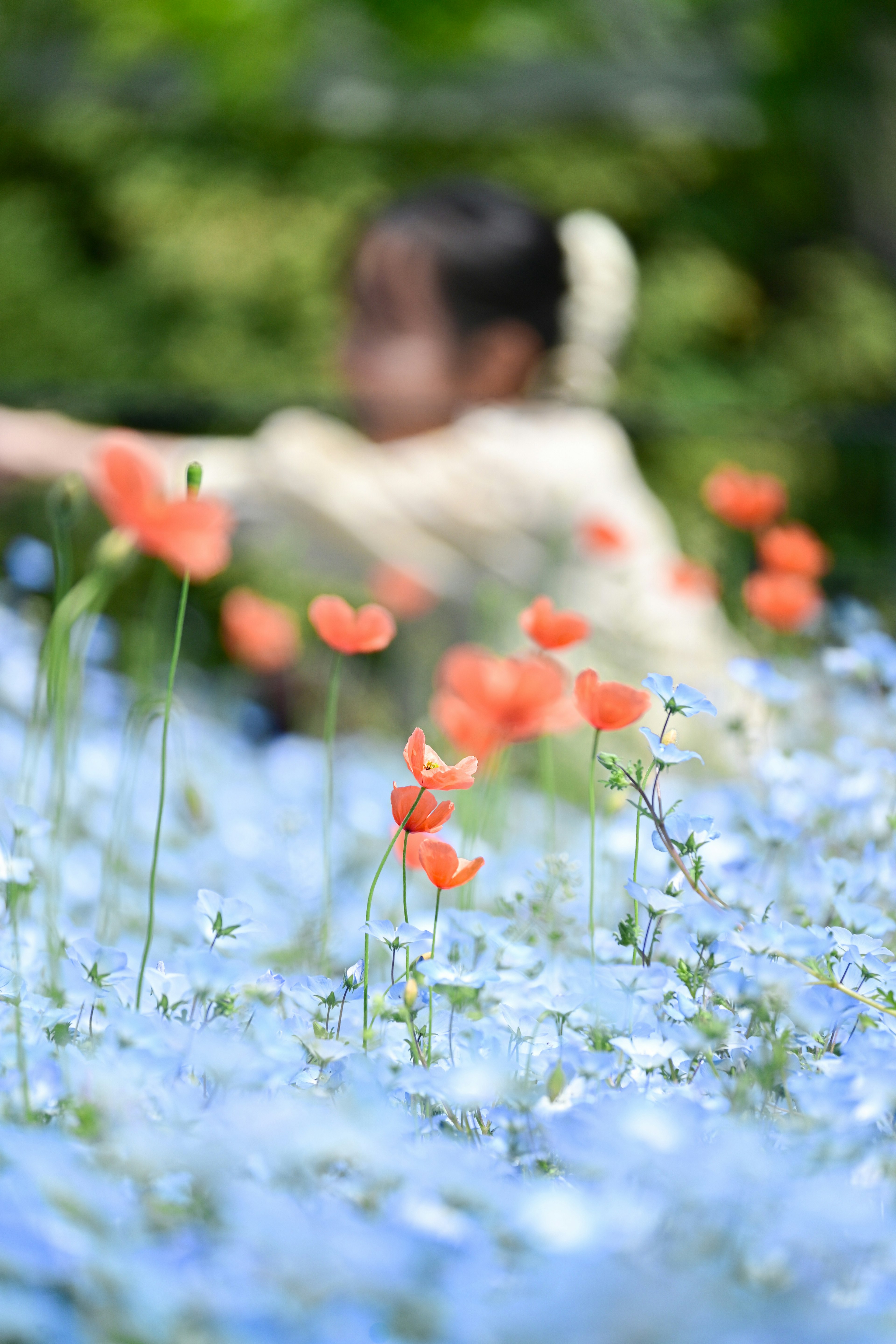 A girl reaching out among blue flowers and orange poppies