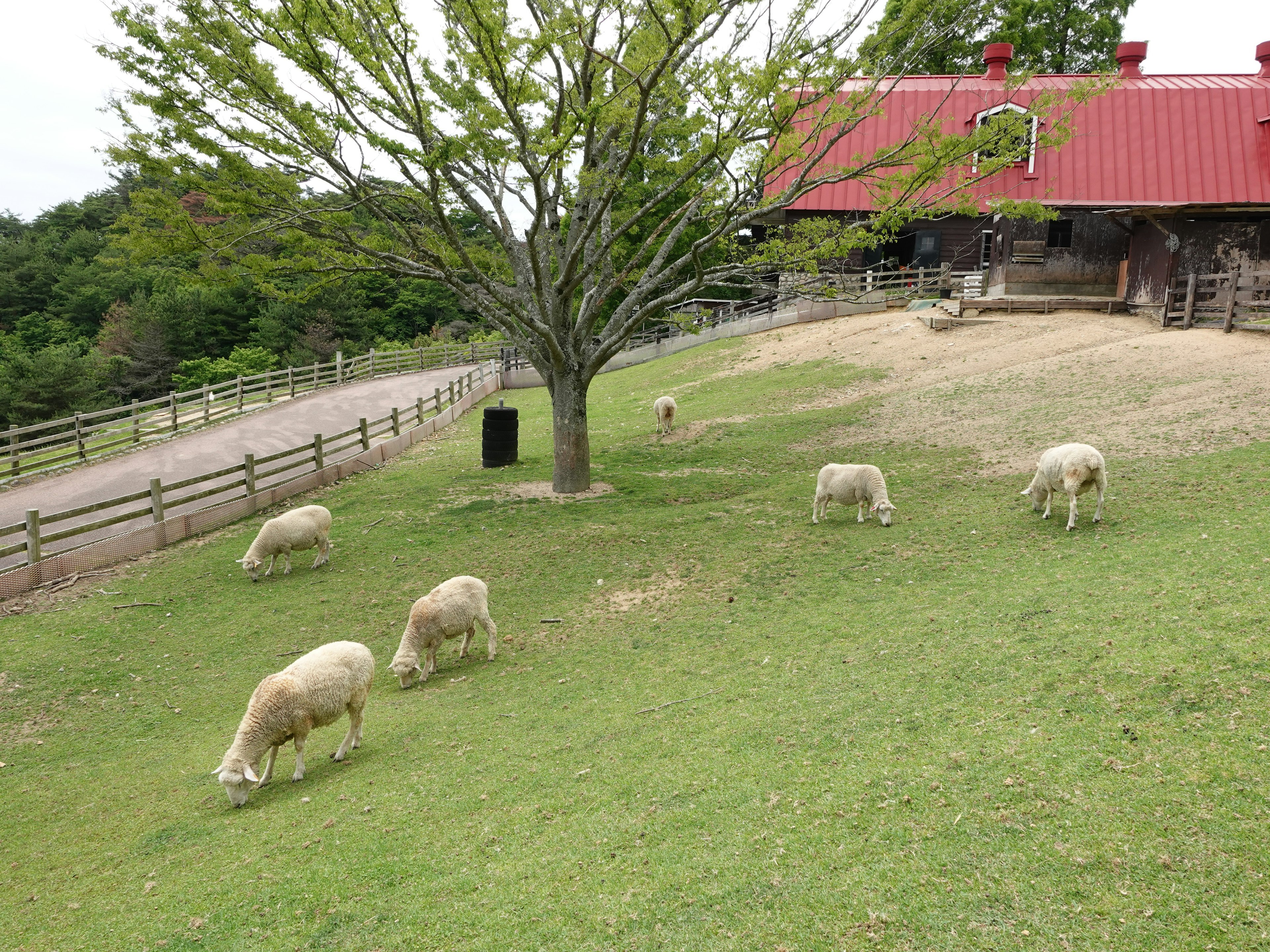 Moutons paissant sur une herbe verte avec une grange à toit rouge