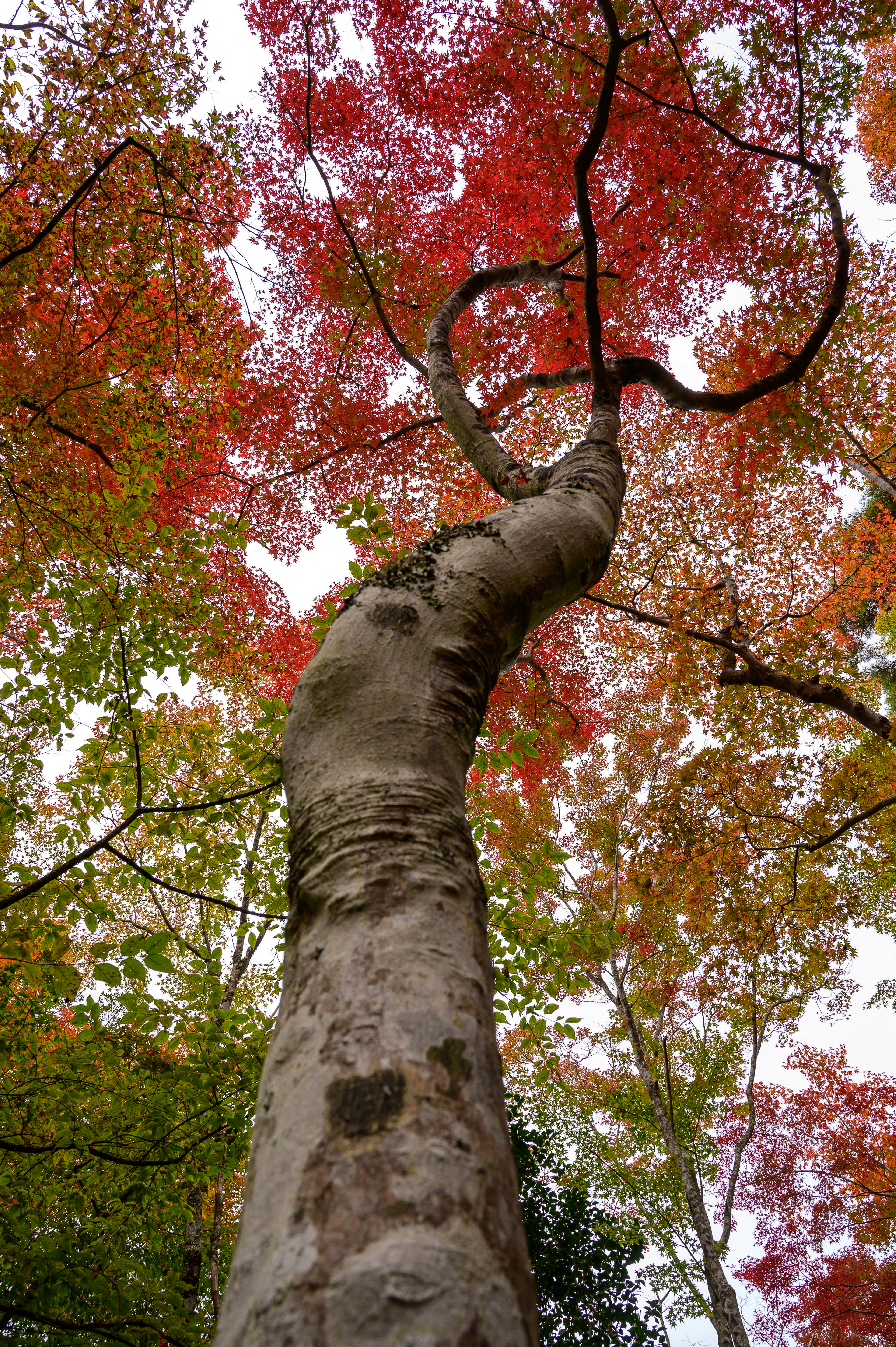 秋の紅葉が美しい木の幹を見上げた写真