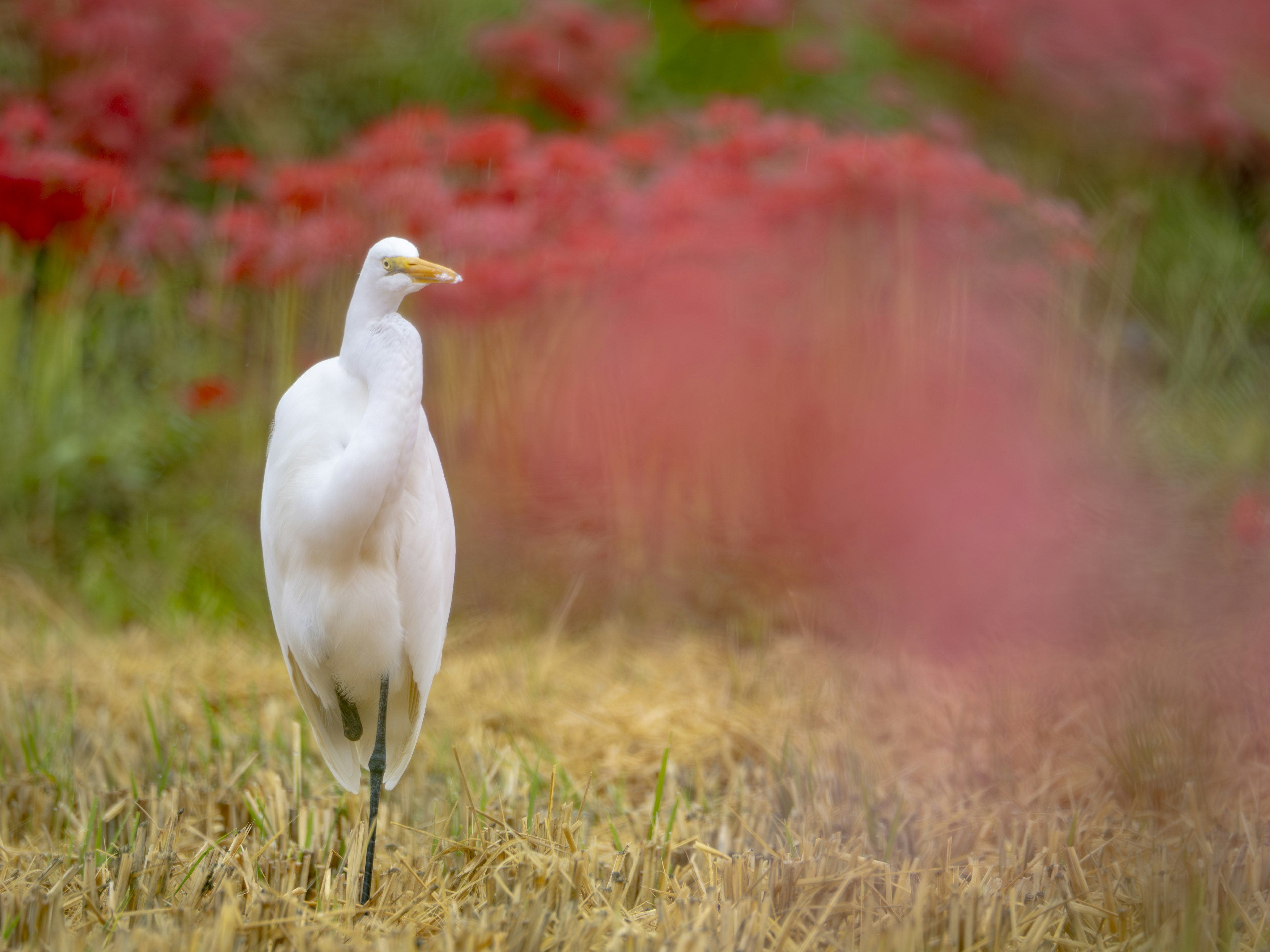 A white heron standing in front of red spider lilies