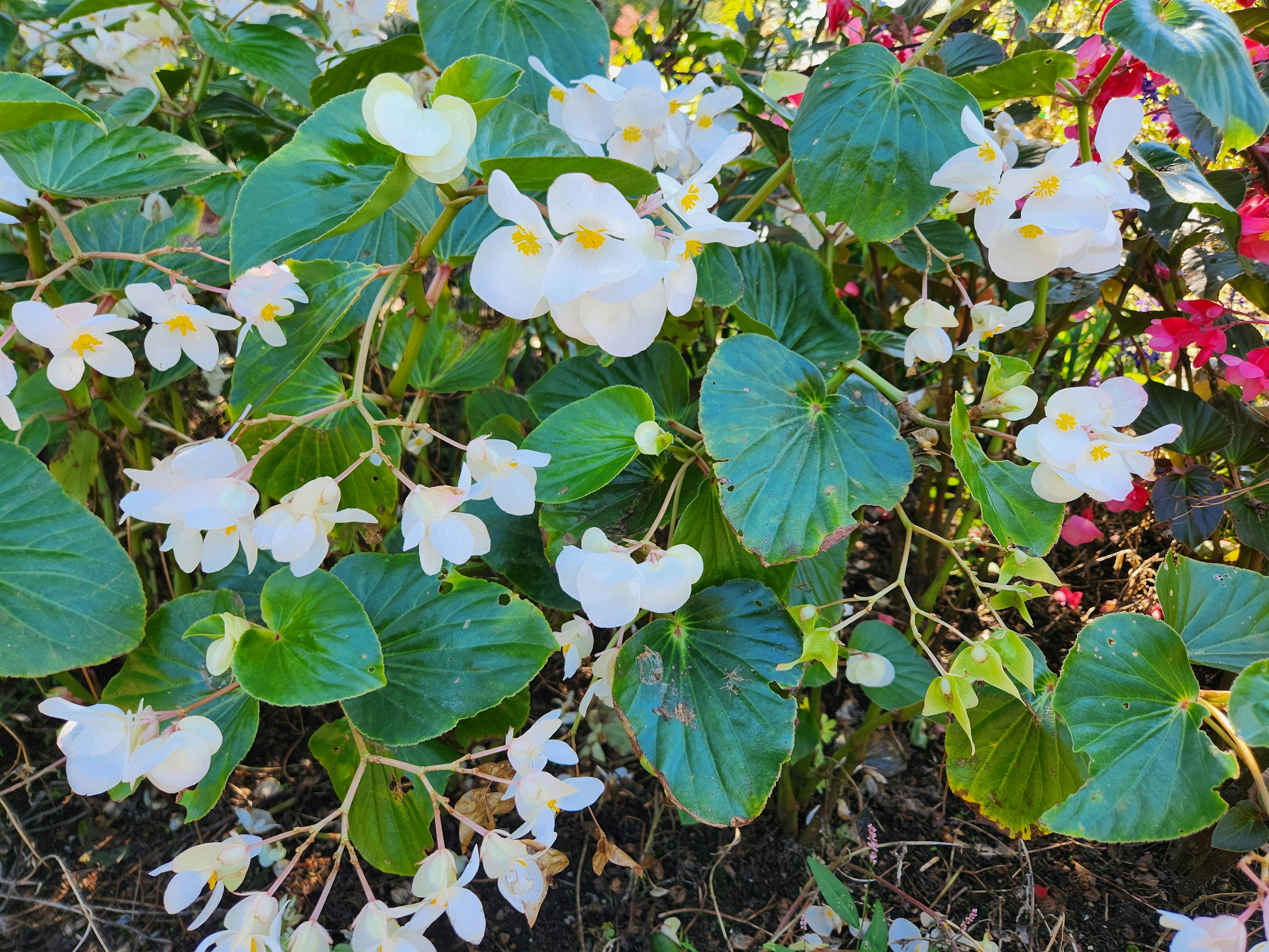 Grupo de plantas de begonia con flores blancas y hojas verdes