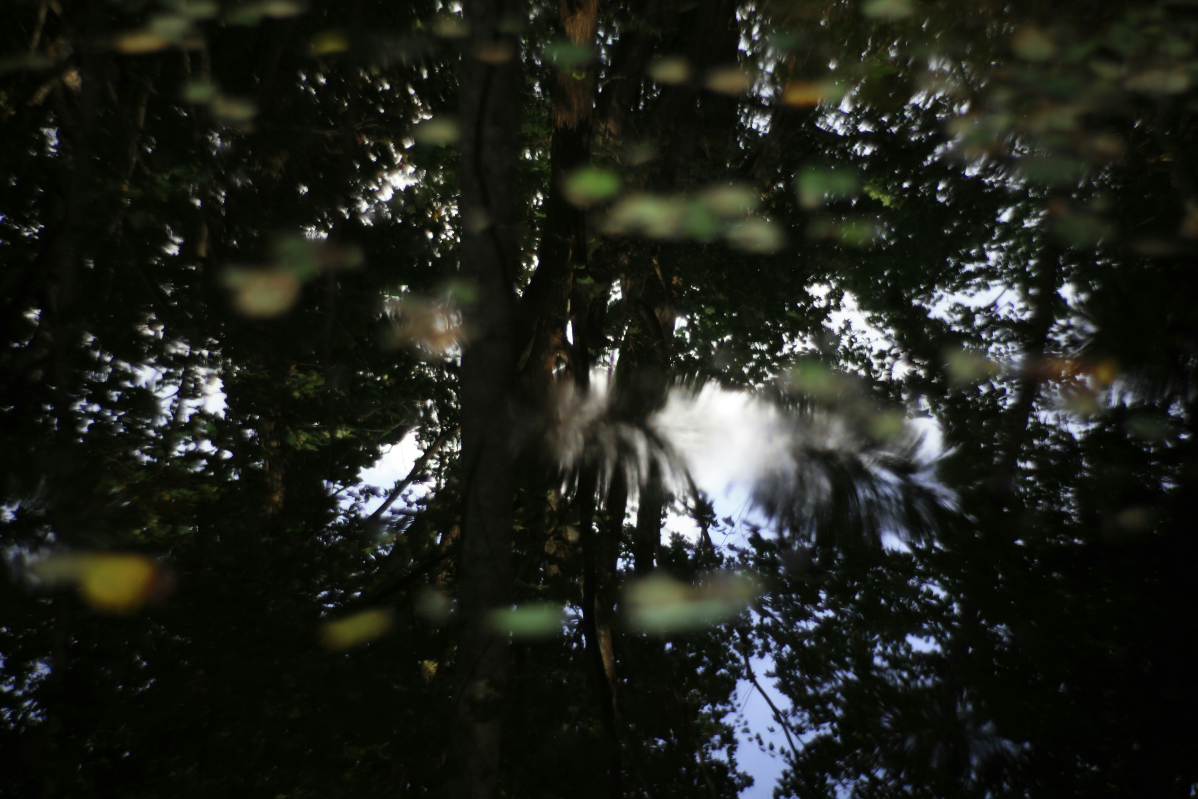 Riflesso degli alberi e foglie galleggianti sulla superficie dell'acqua