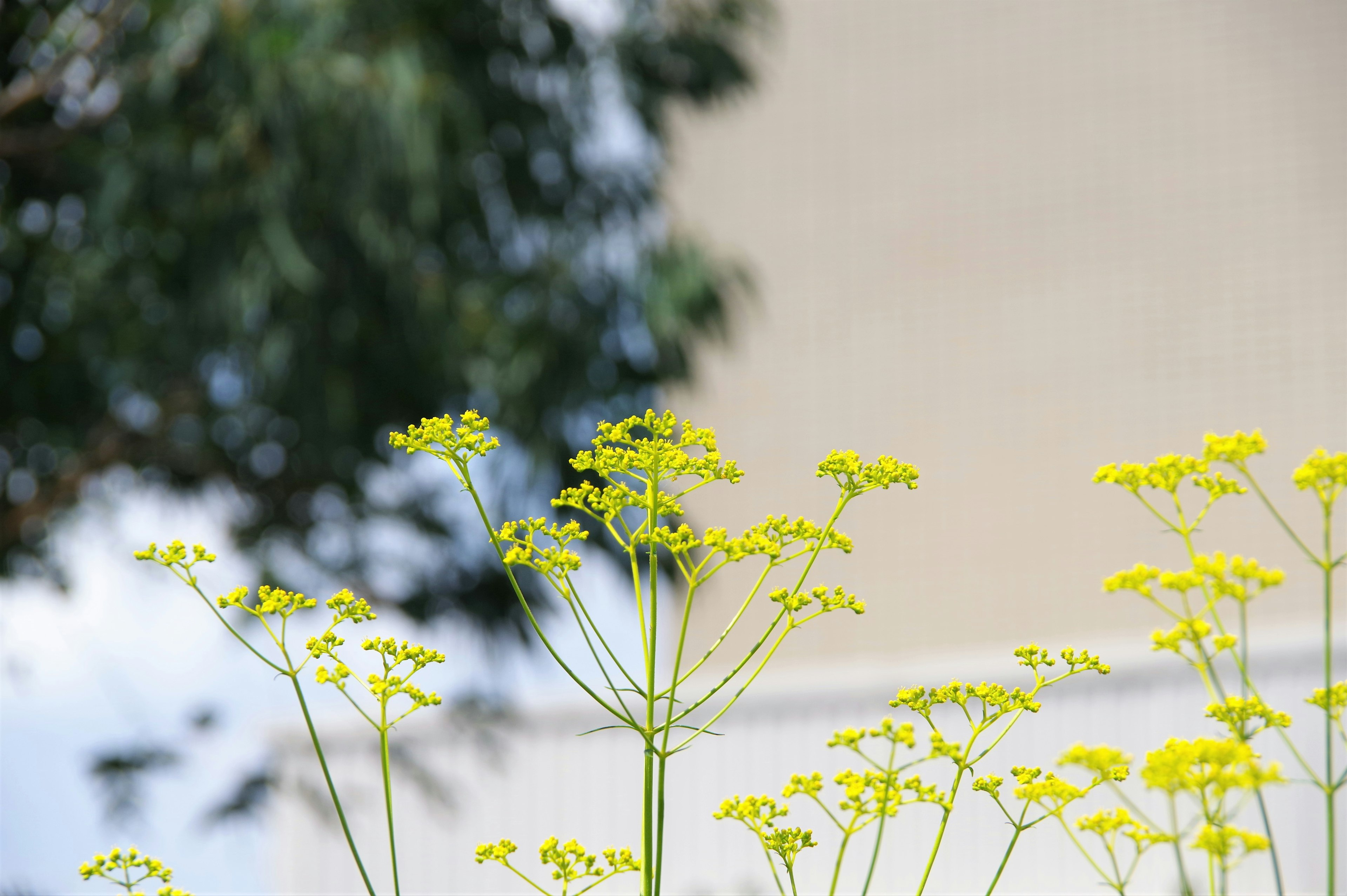 Planta con flores amarillas y fondo borroso de vegetación