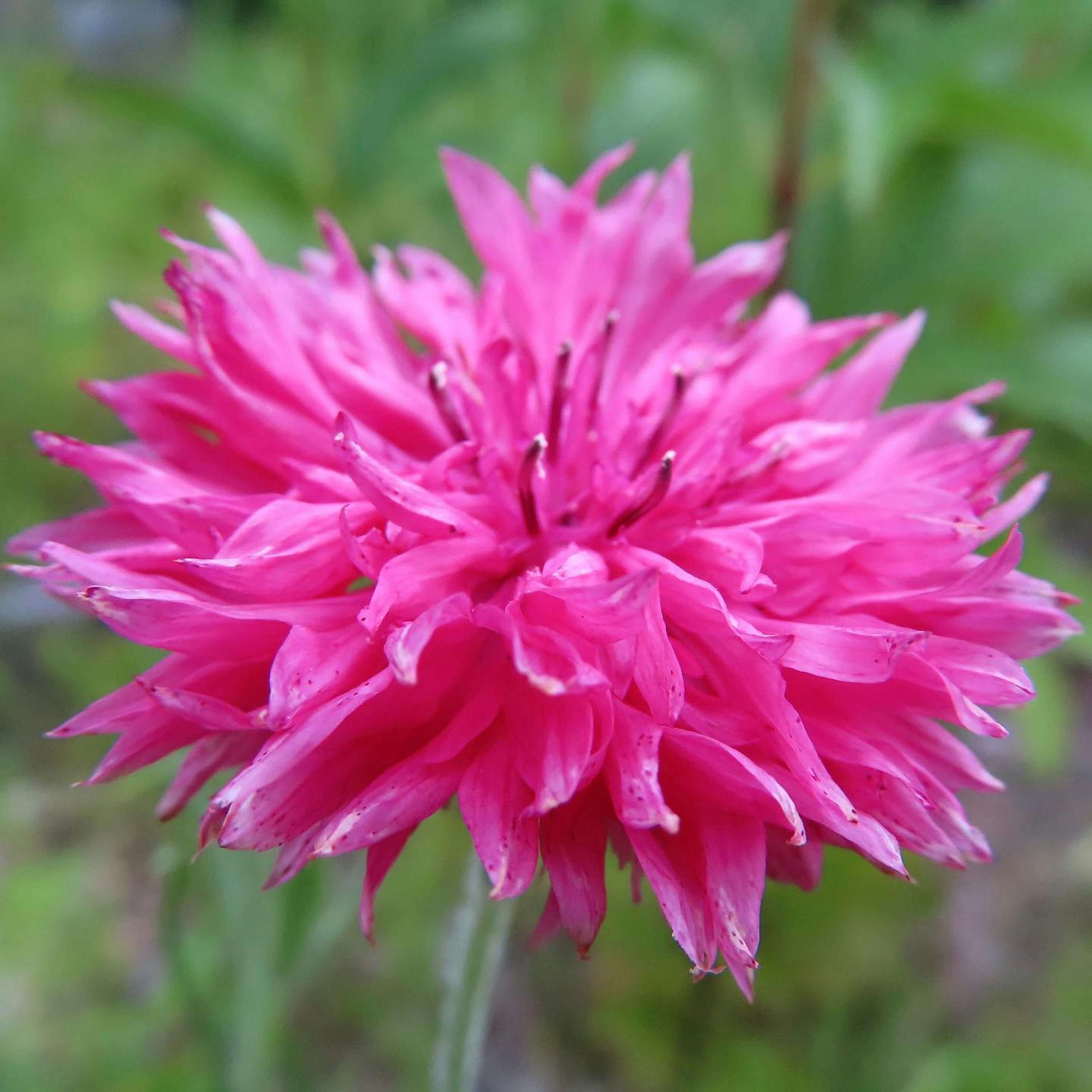 鮮やかなピンクの花が咲いている様子