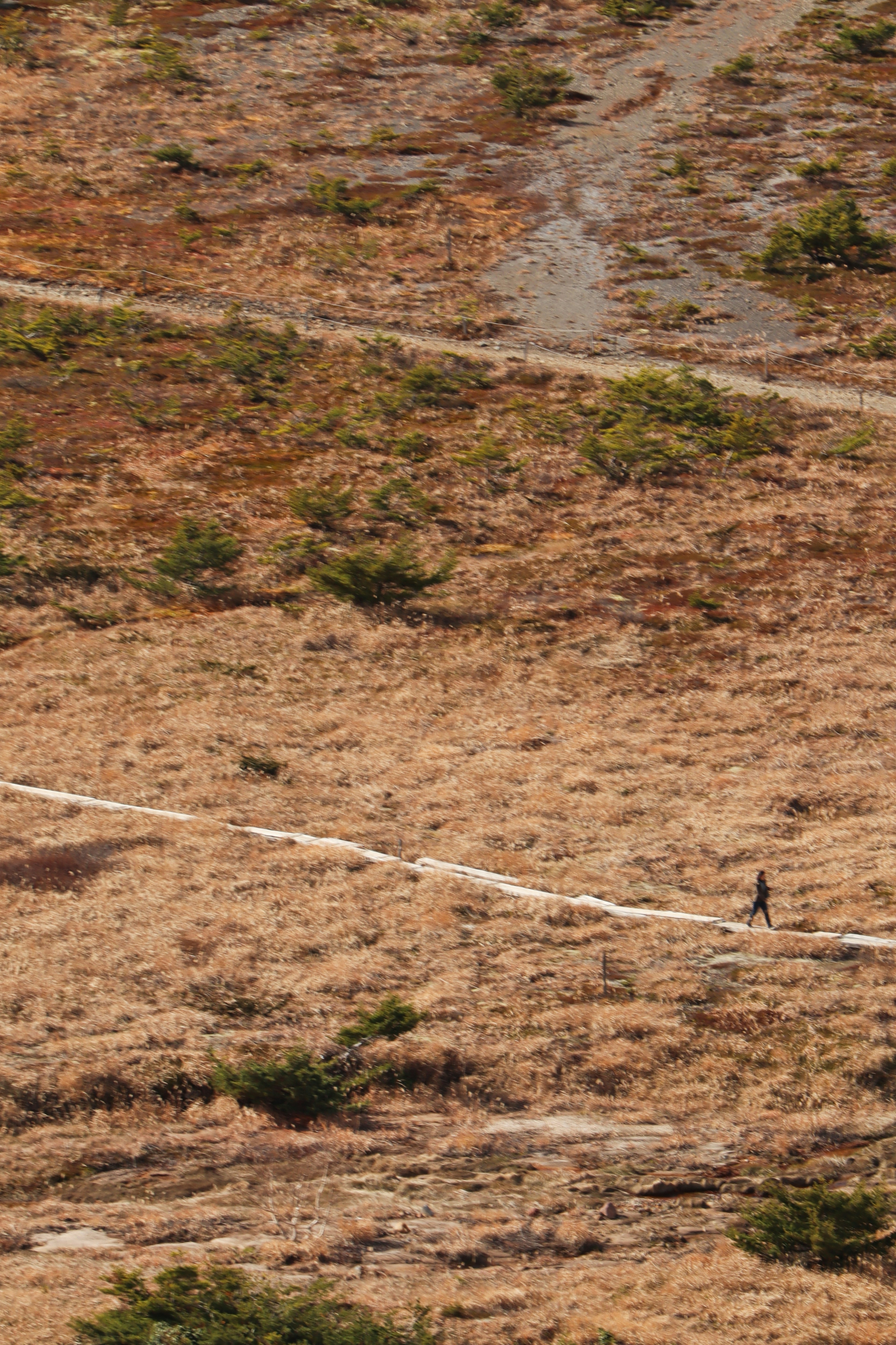 Eine Person, die auf einer trockenen Graslandschaft geht