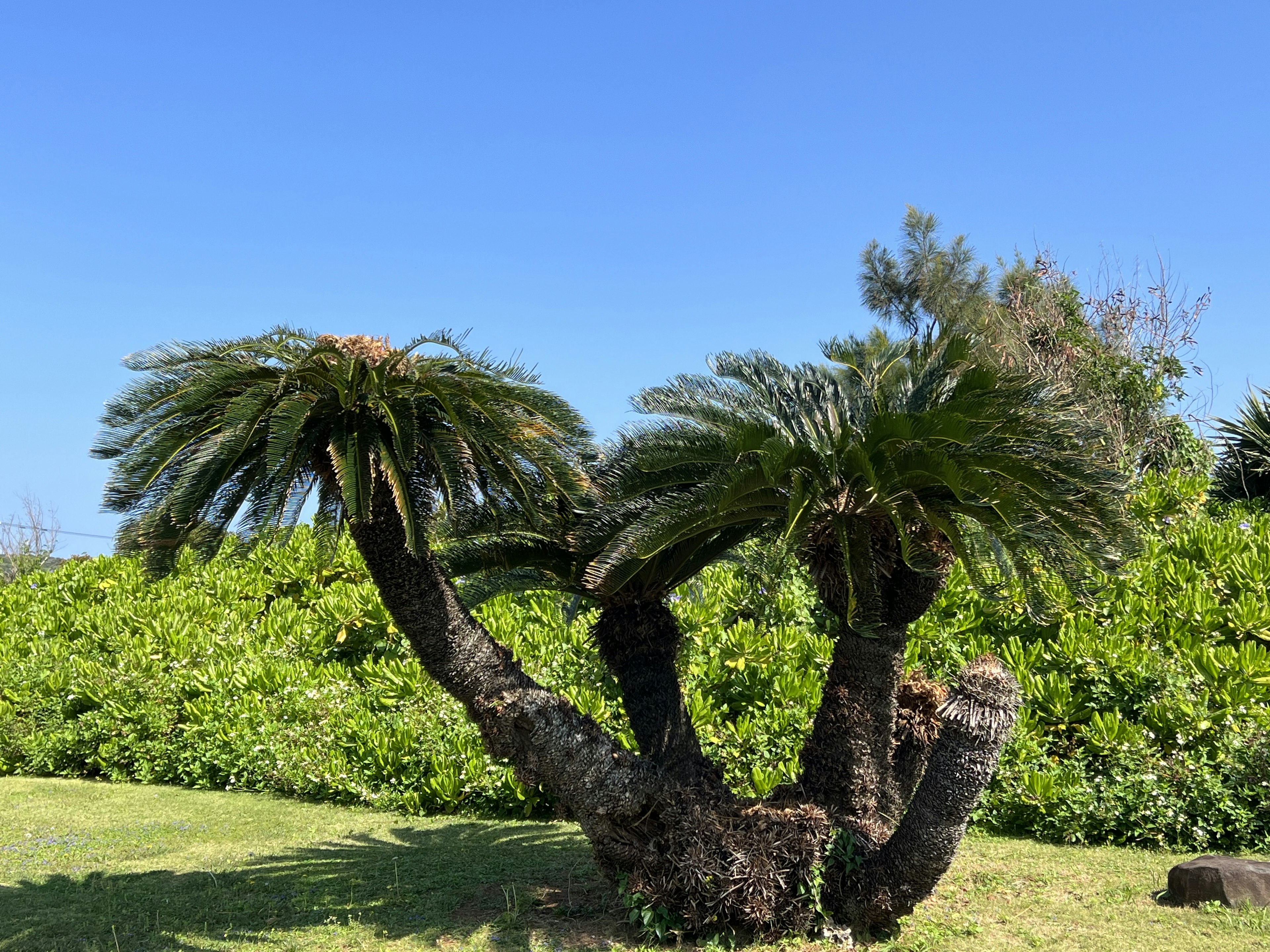 Einzigartig geformte Palme unter einem klaren blauen Himmel