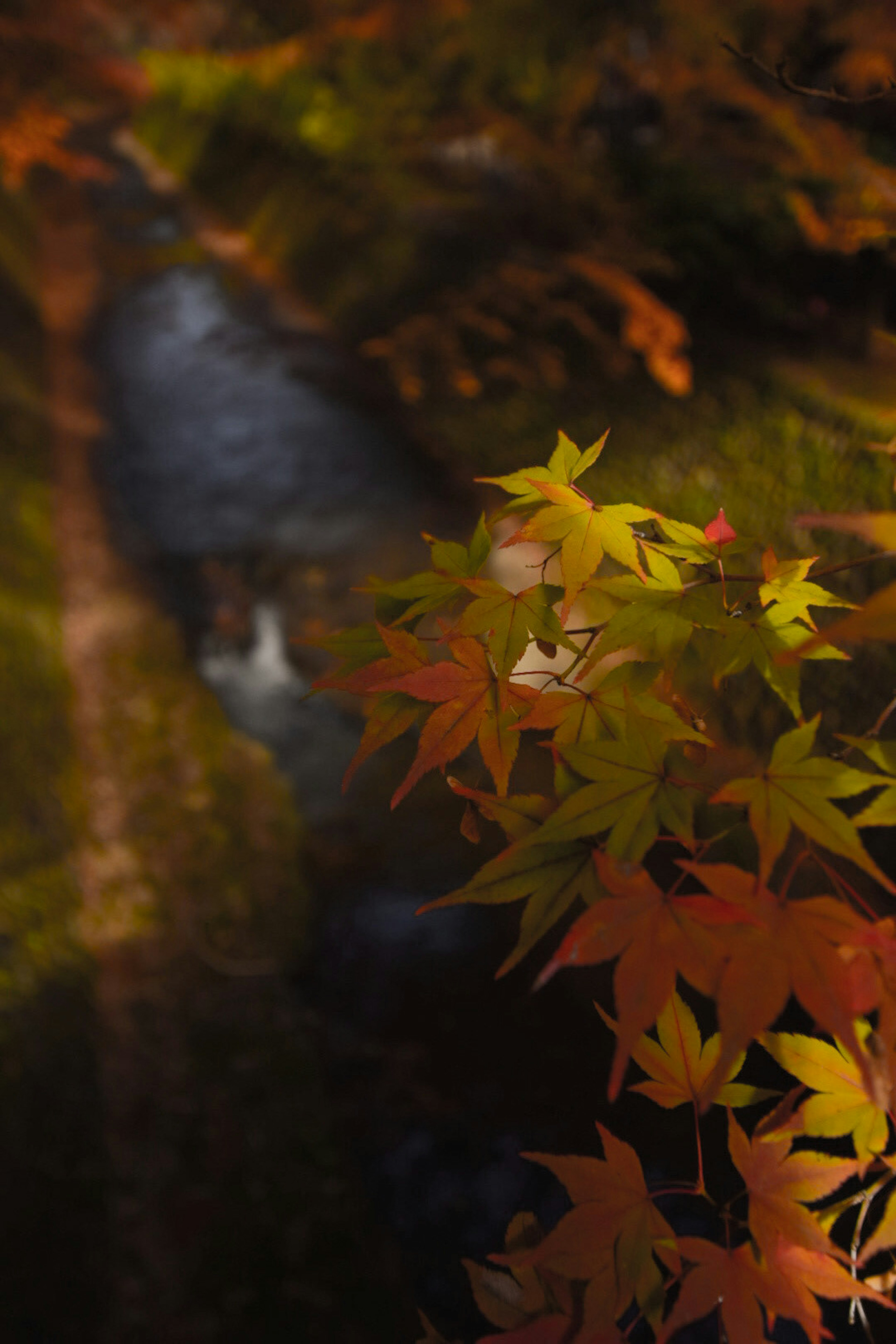 Colorful autumn leaves near a flowing stream