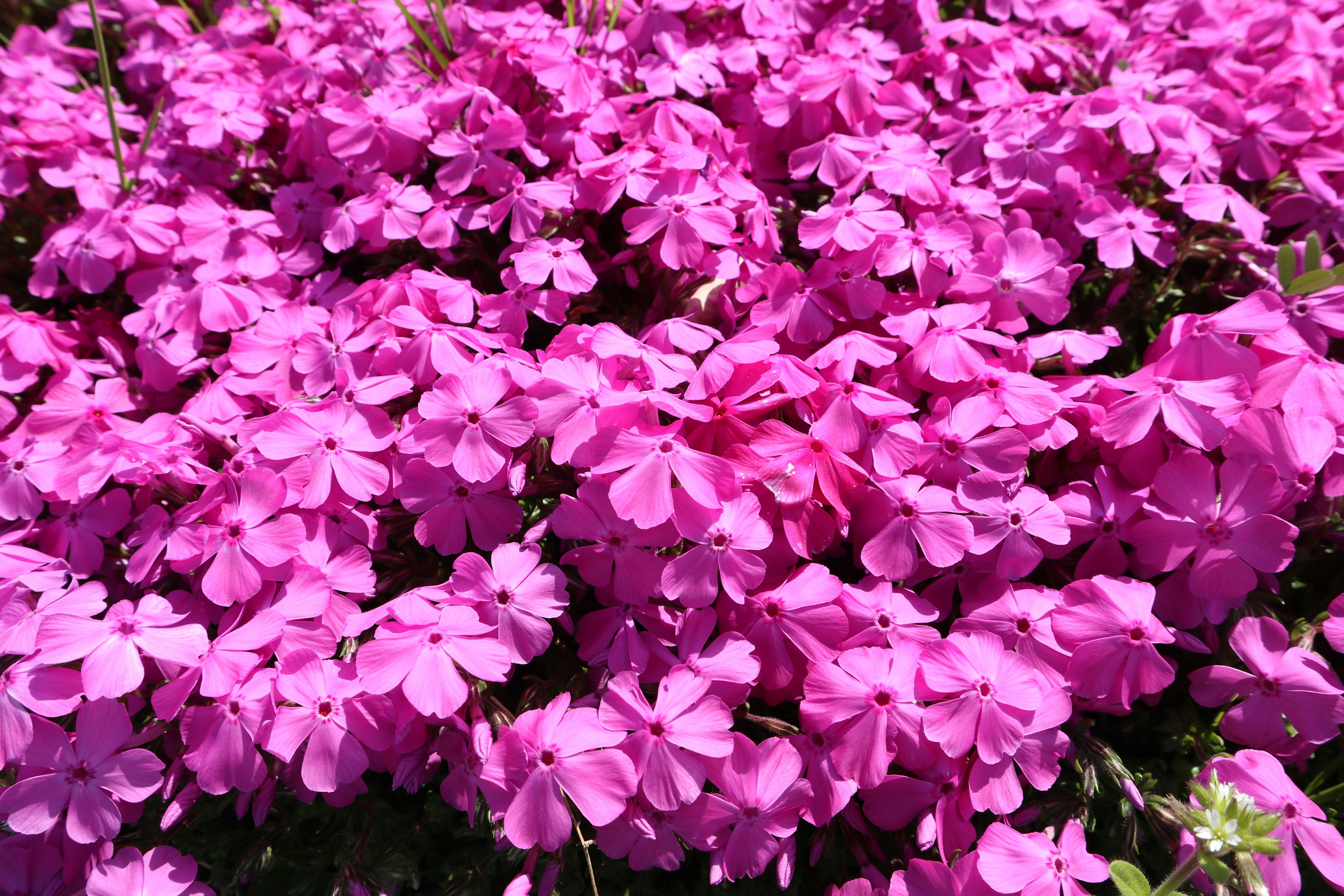 Flores rosas vibrantes en plena floración