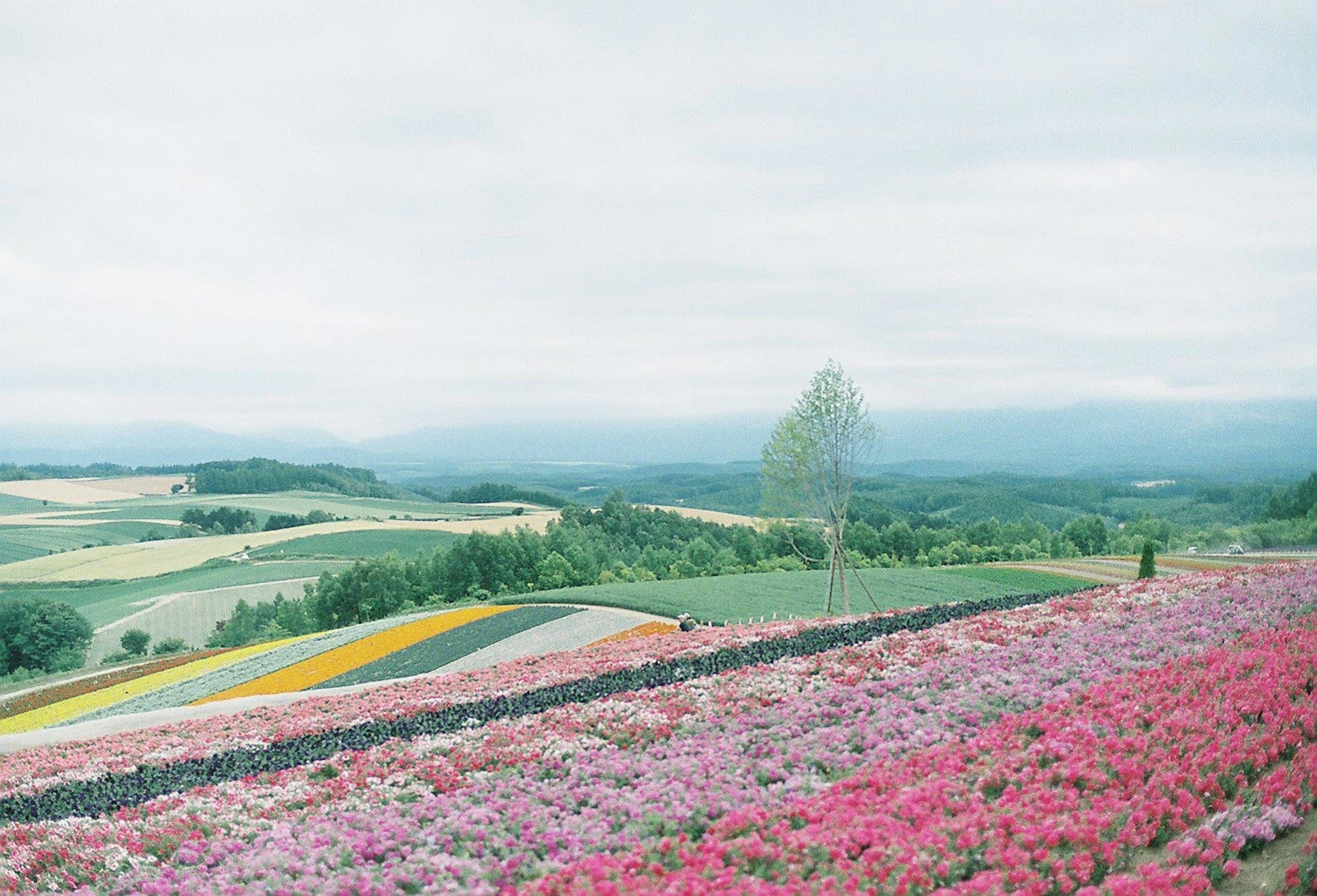 広がる花畑と緑の丘の風景　薄曇りの空