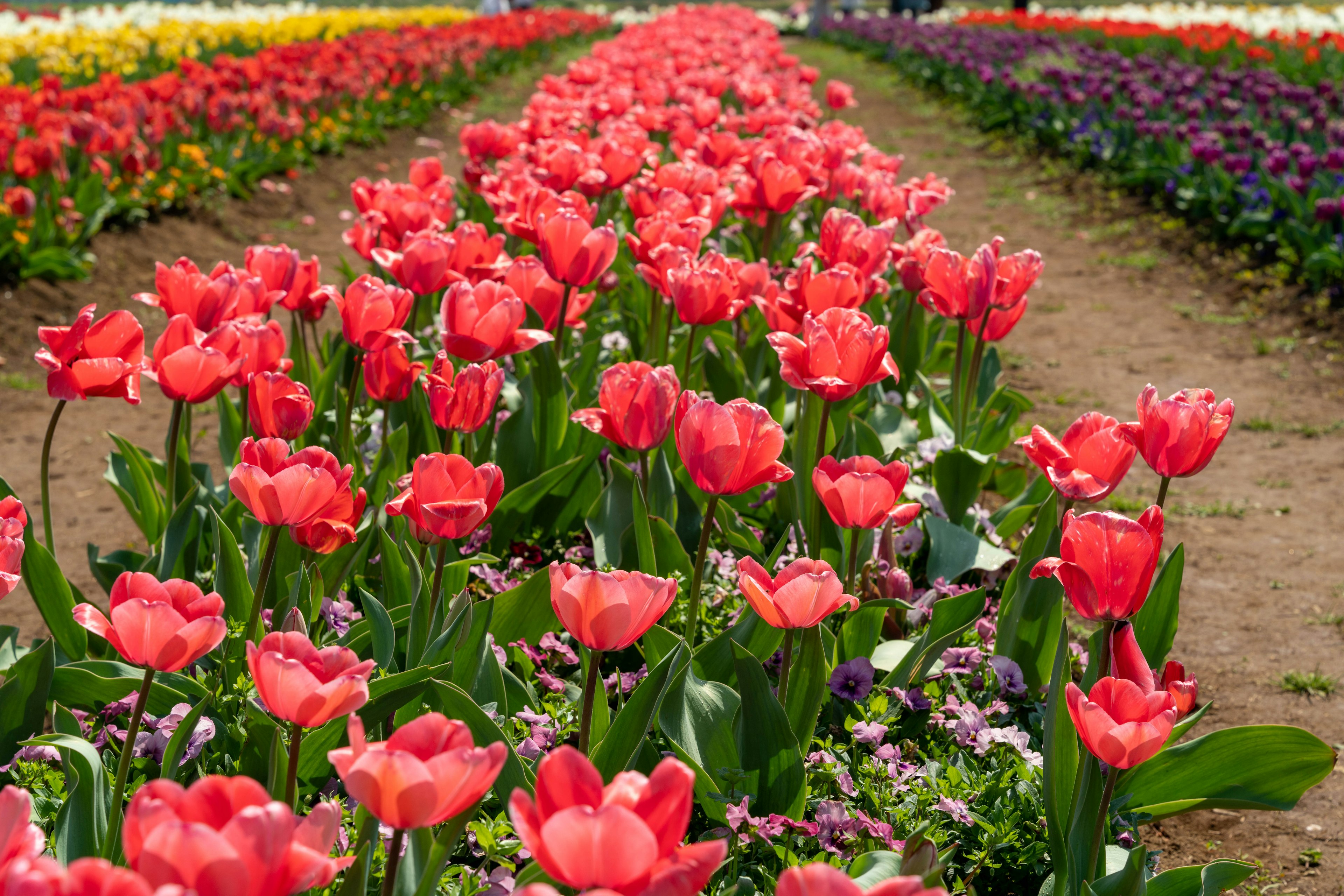 แถวของทิวลิปที่มีสีสันในทุ่งดอกไม้