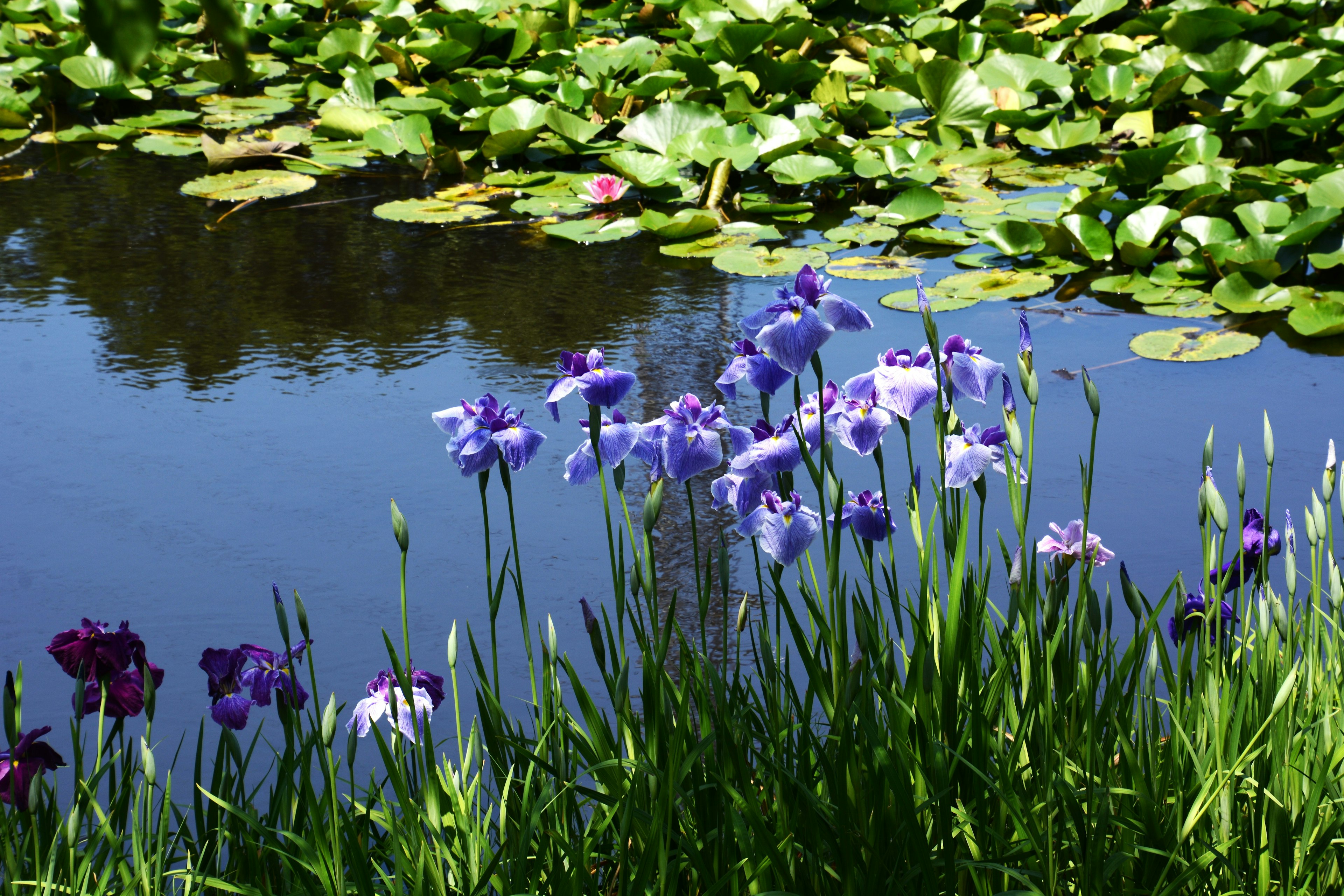 Flores moradas floreciendo junto a un estanque con lirios