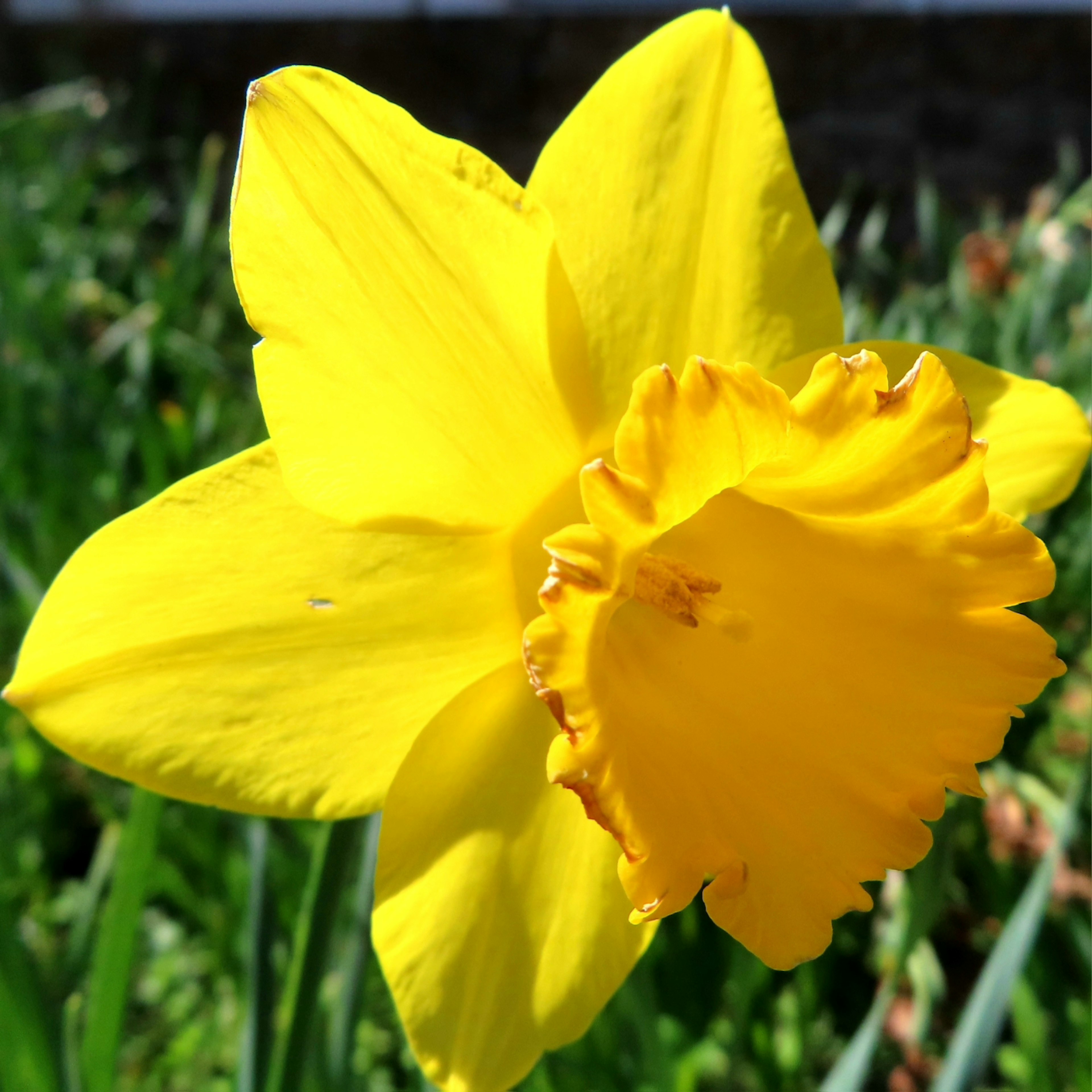 鮮やかな黄色の水仙の花が咲いている