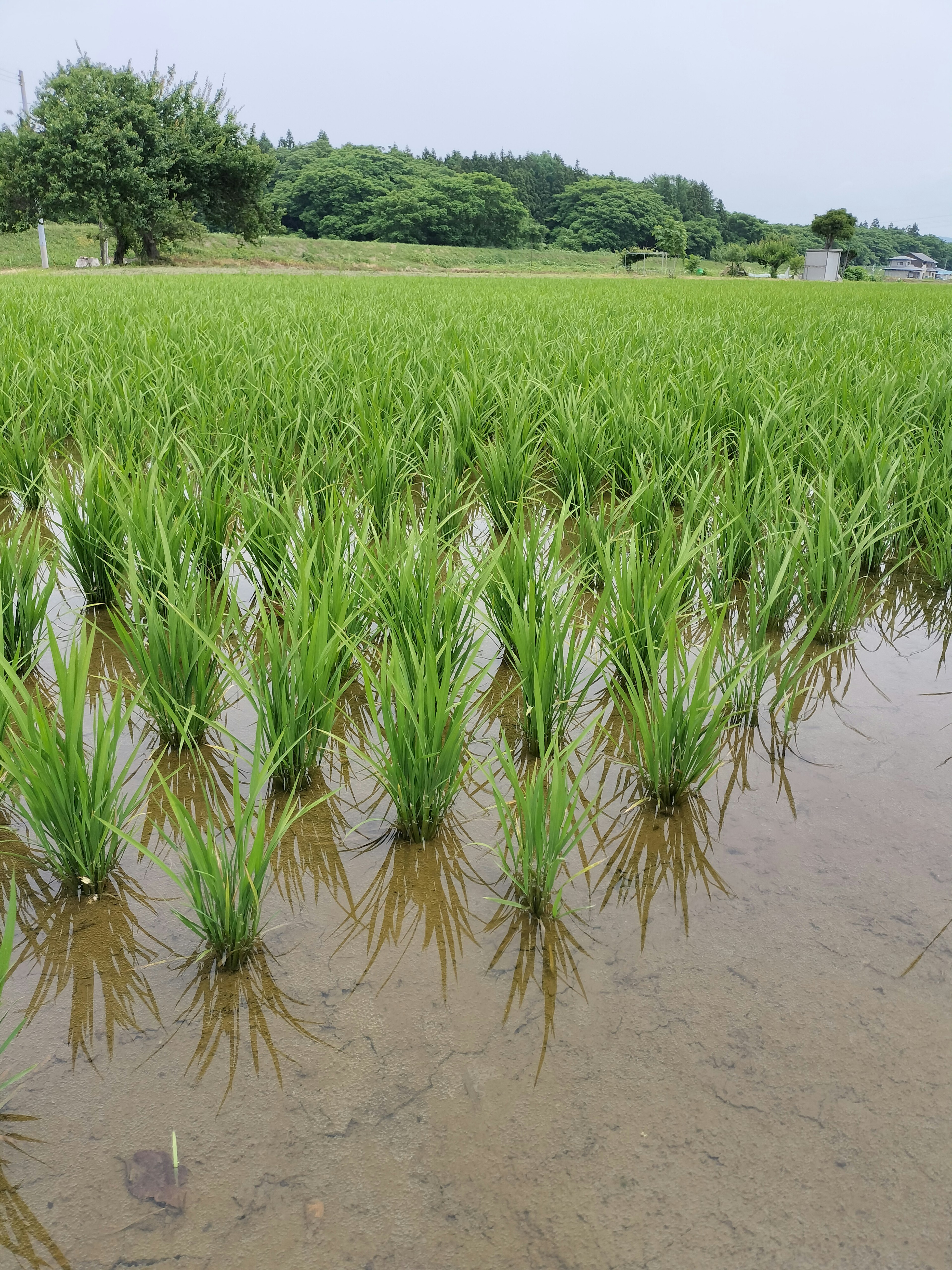 緑の稲が水田に生えている風景