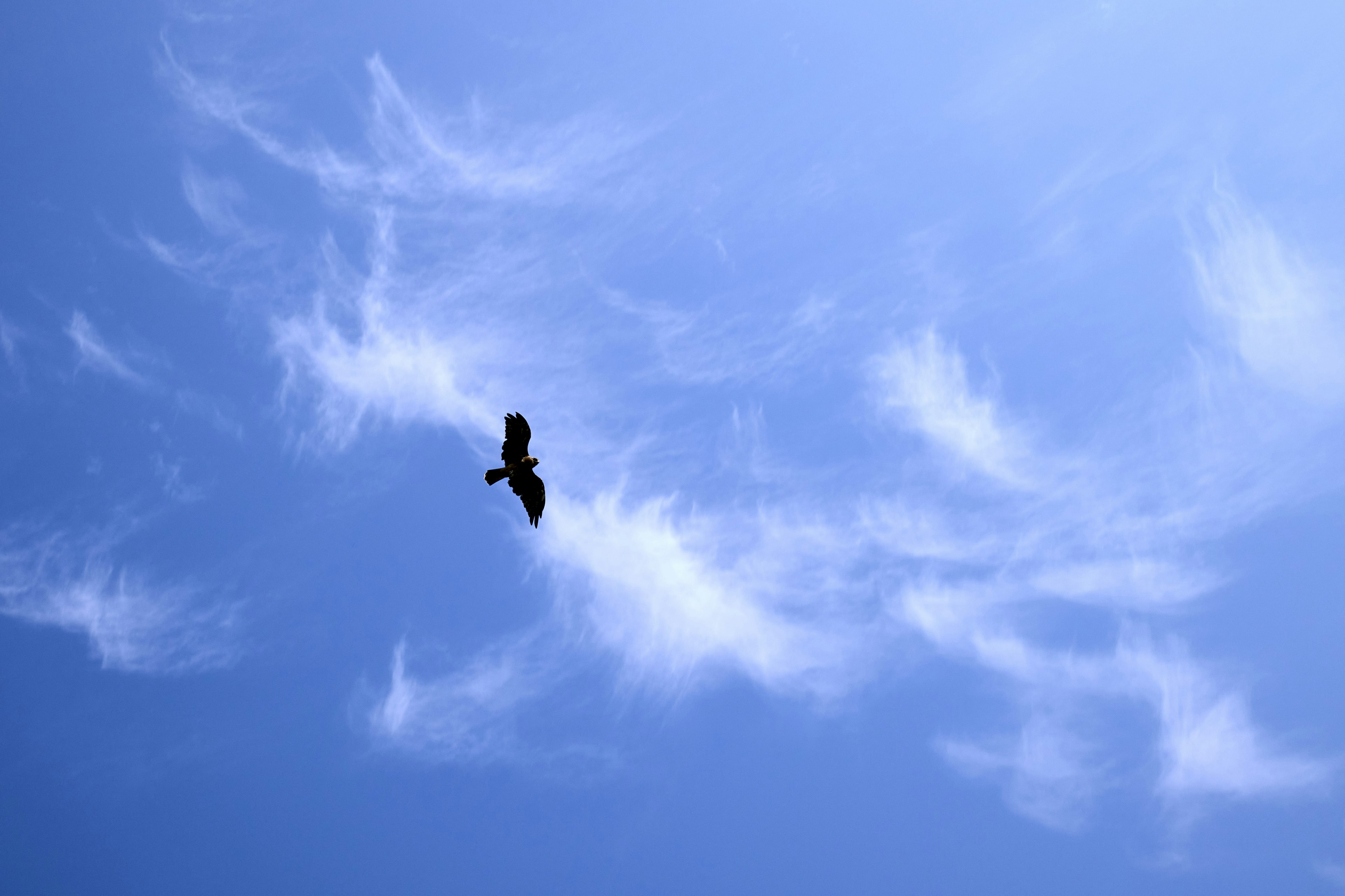 Un uccello che vola in un cielo blu con nuvole sottili