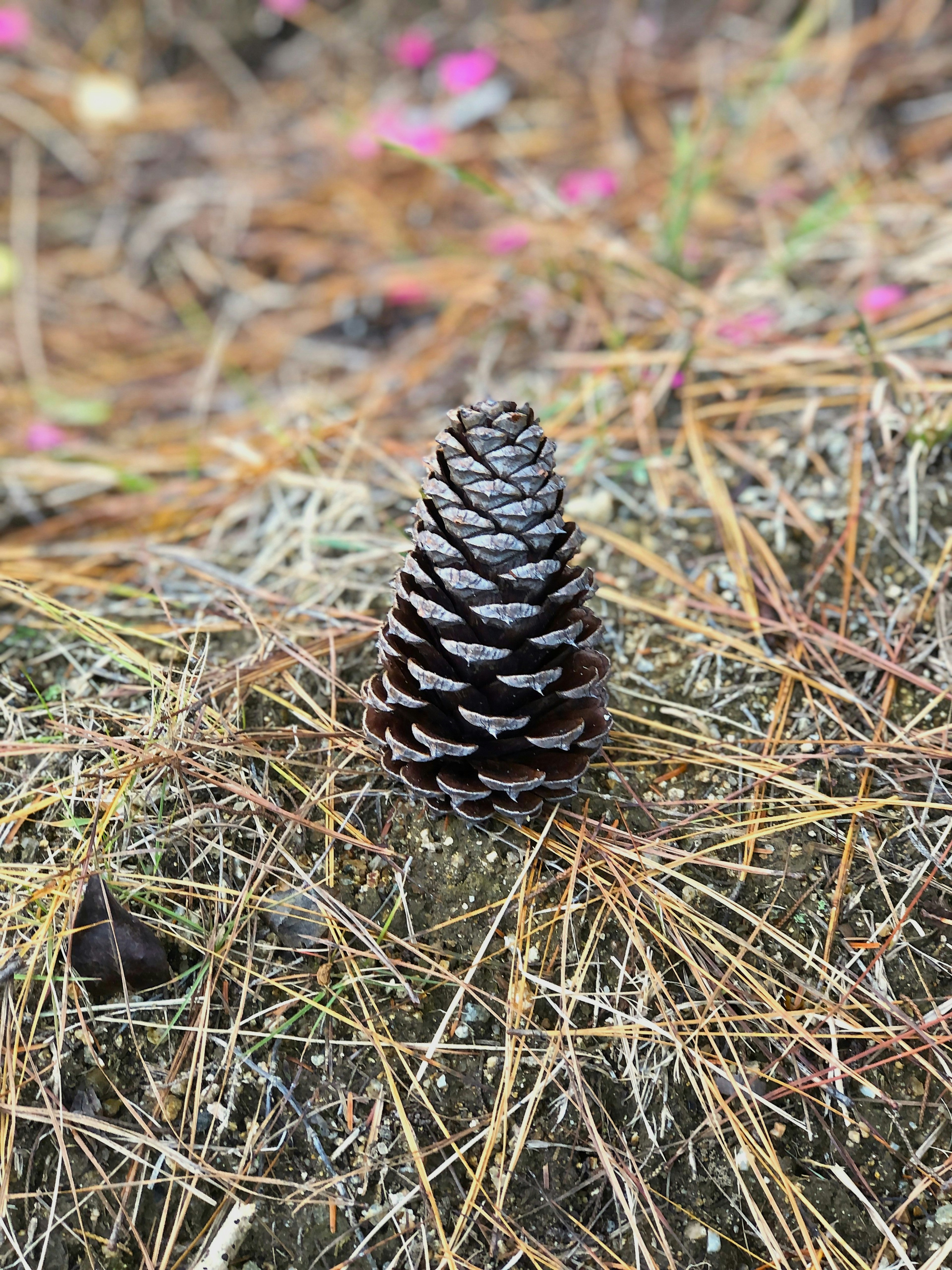 A pine cone standing on the ground surrounded by pine needles