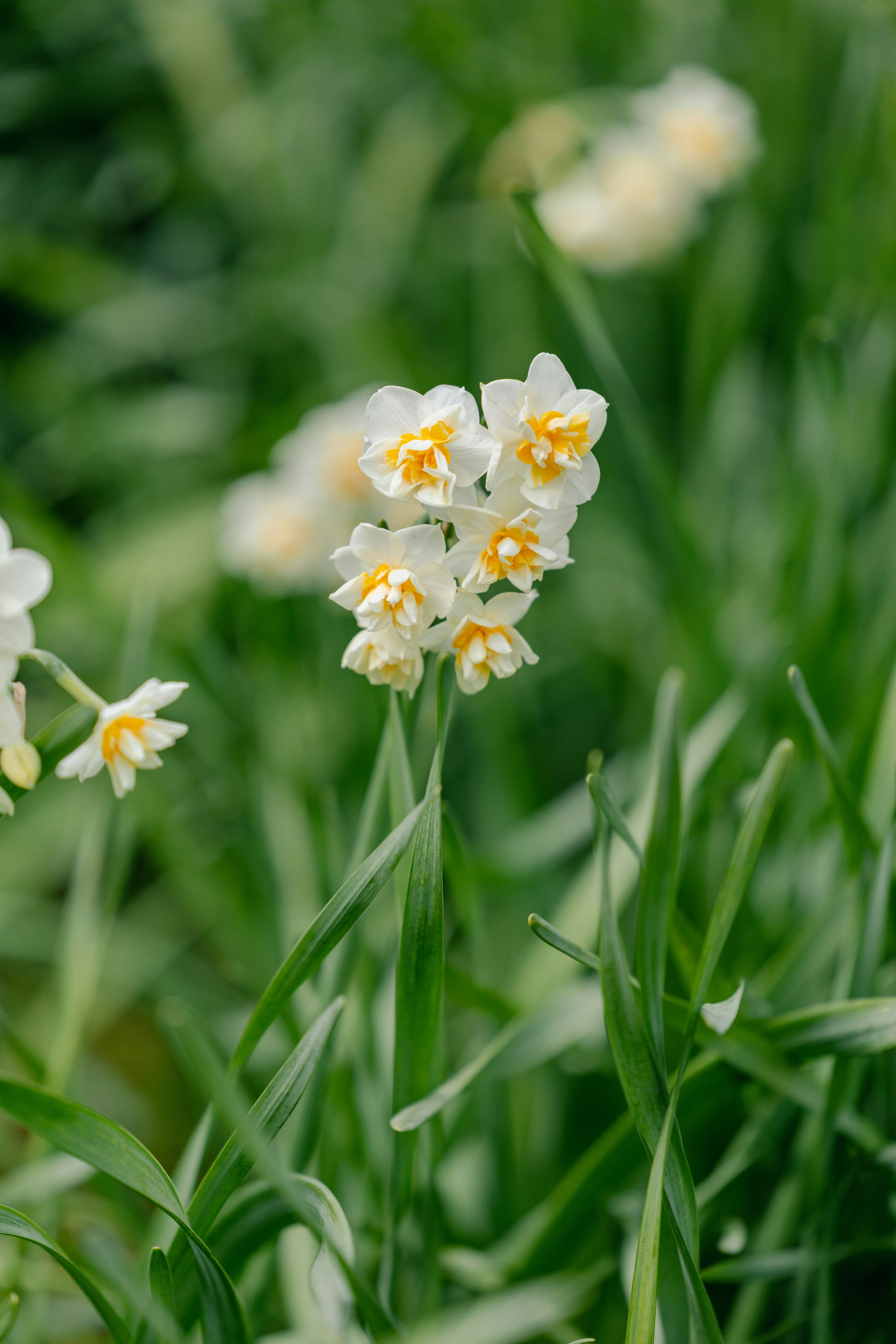 白い花と黄色い中心の花が咲いている緑の草の中の植物